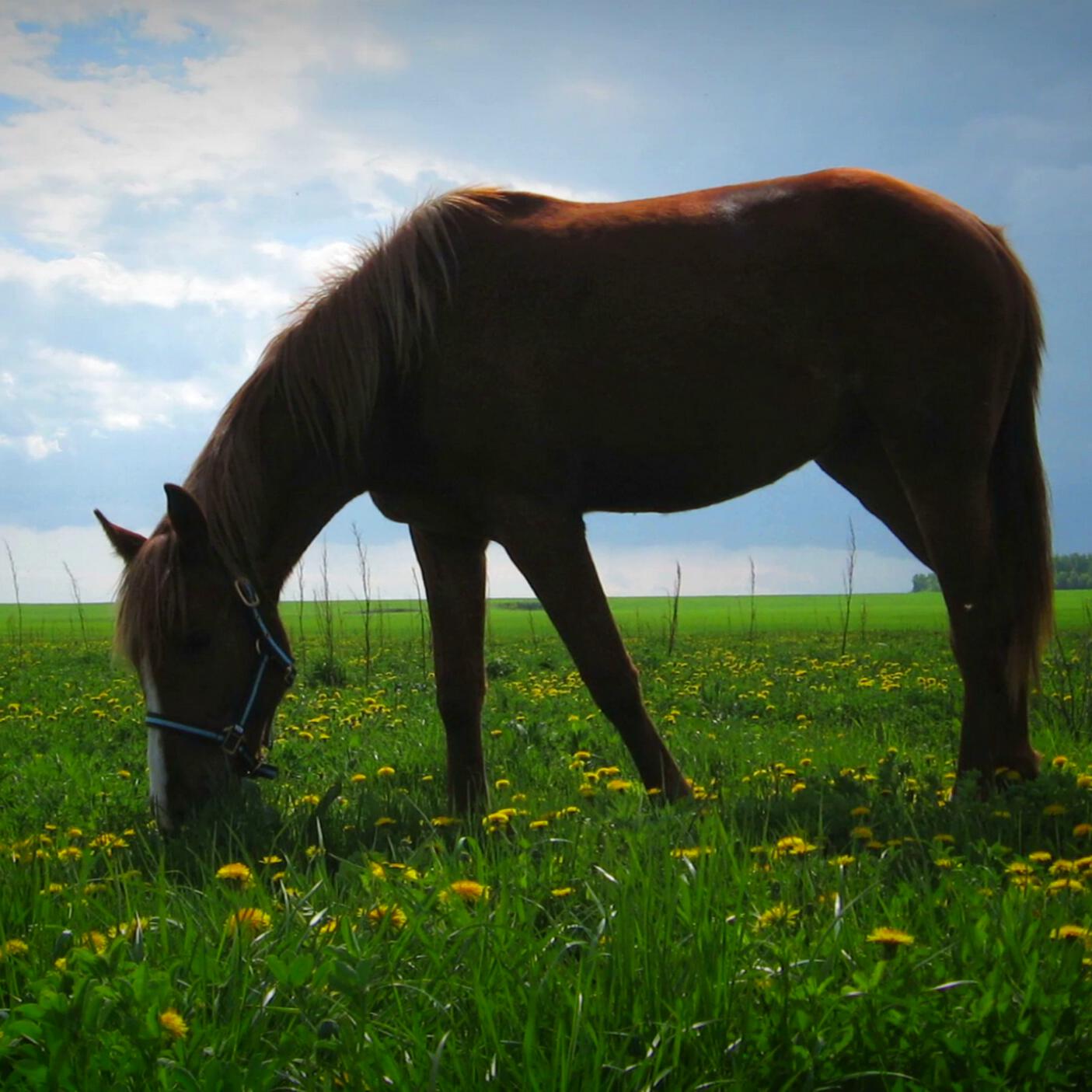 Релиз Ах ты, степь широкая
