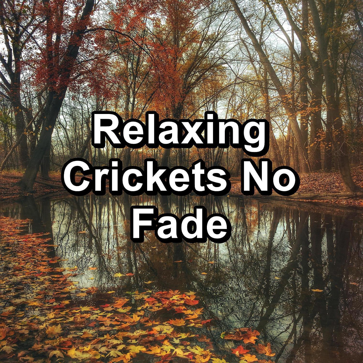 Релиз Relaxing Crickets No Fade