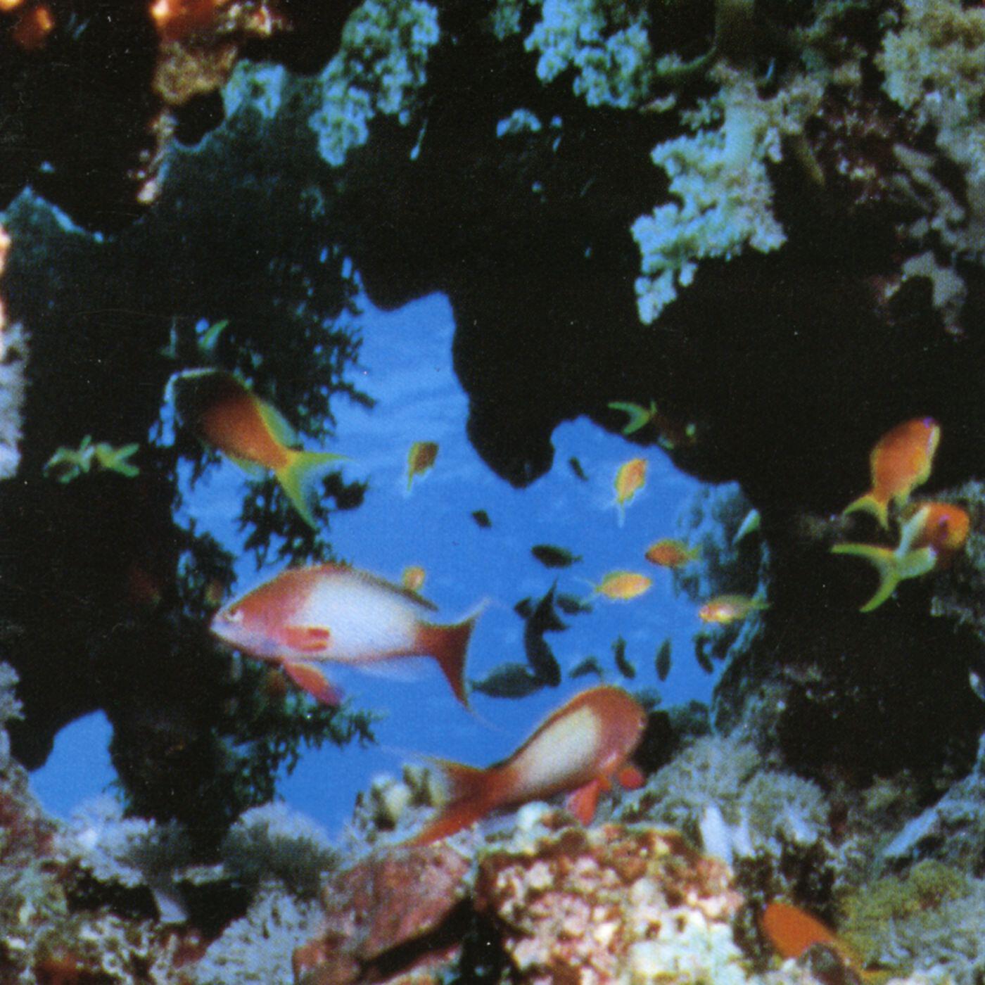 Релиз Atun y algas