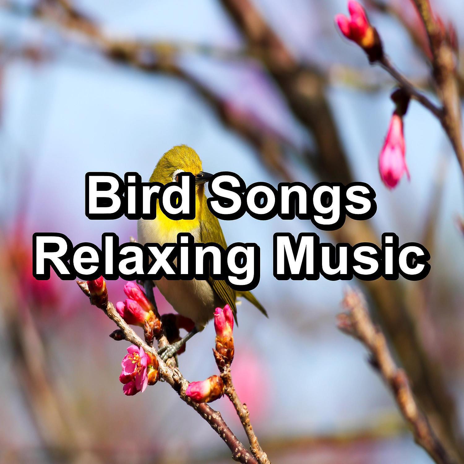 Релиз Bird Songs Relaxing Music