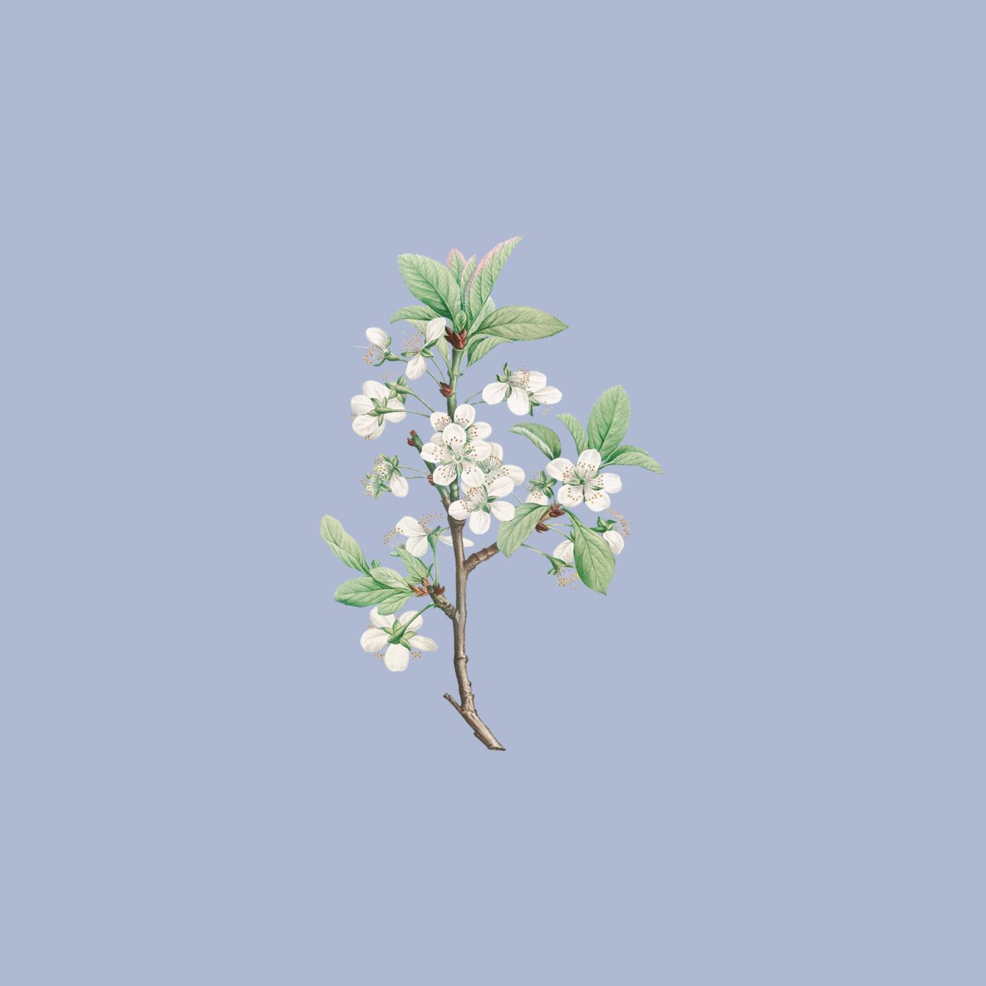 Релиз Lepido
