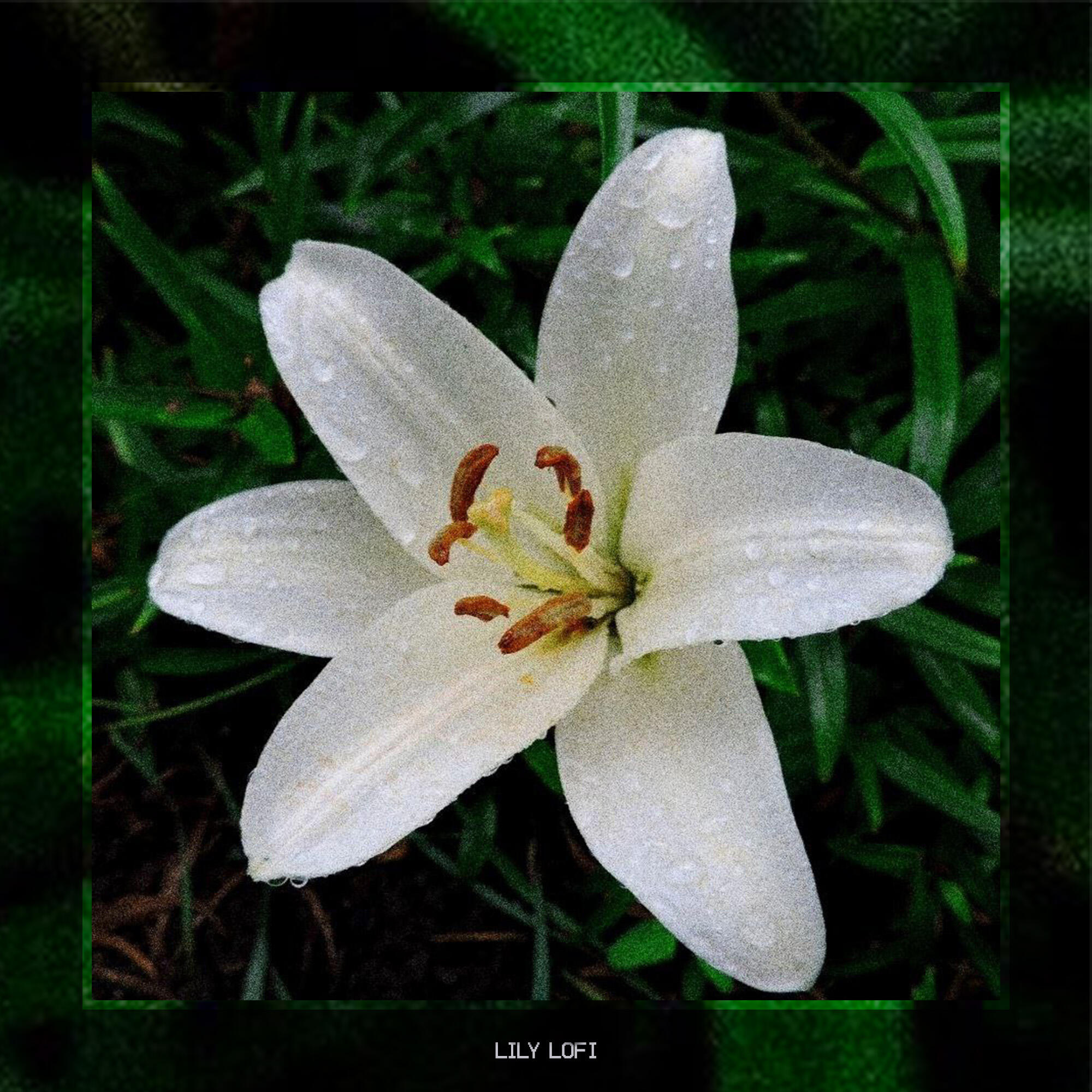 Релиз Lily Lofi
