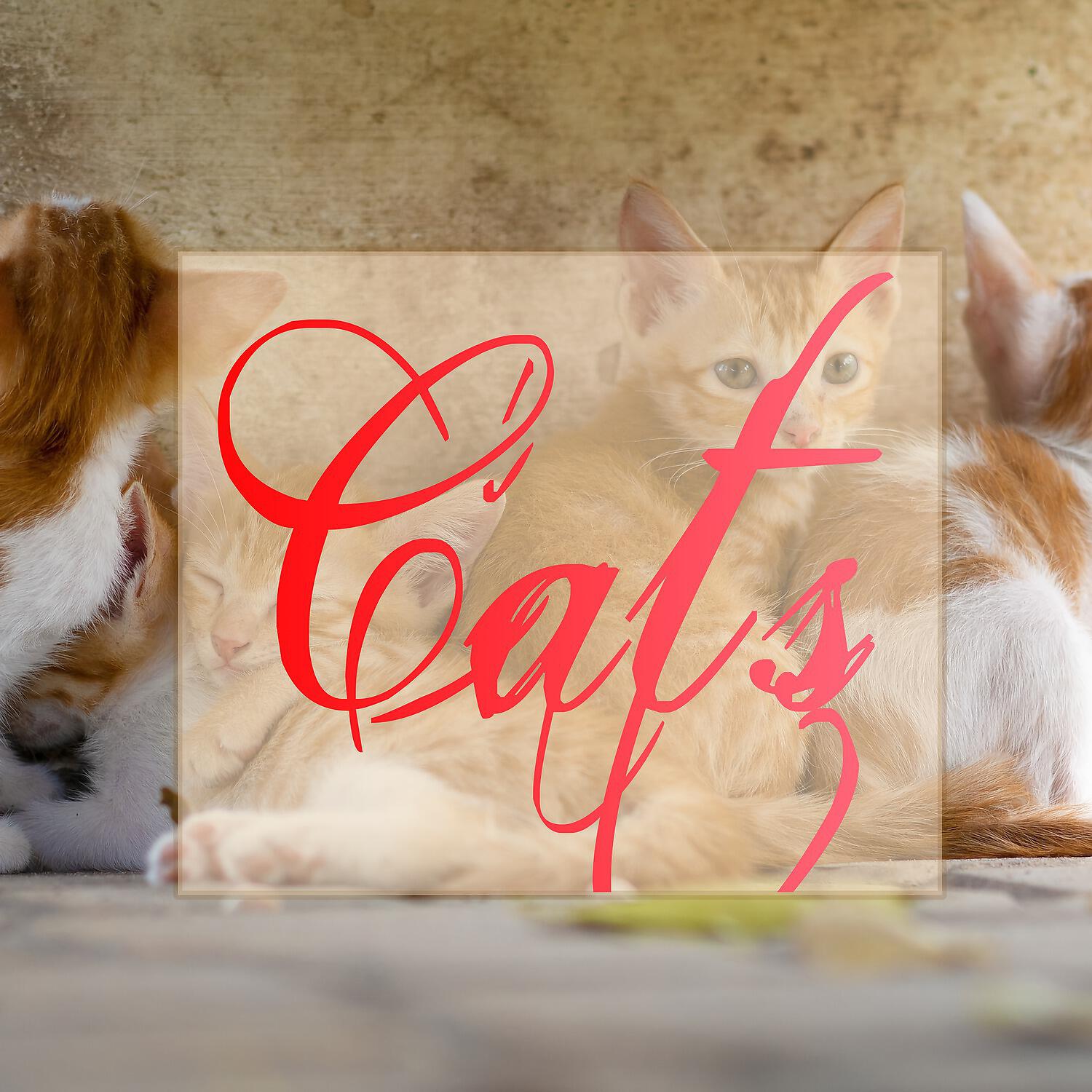 Релиз Cats