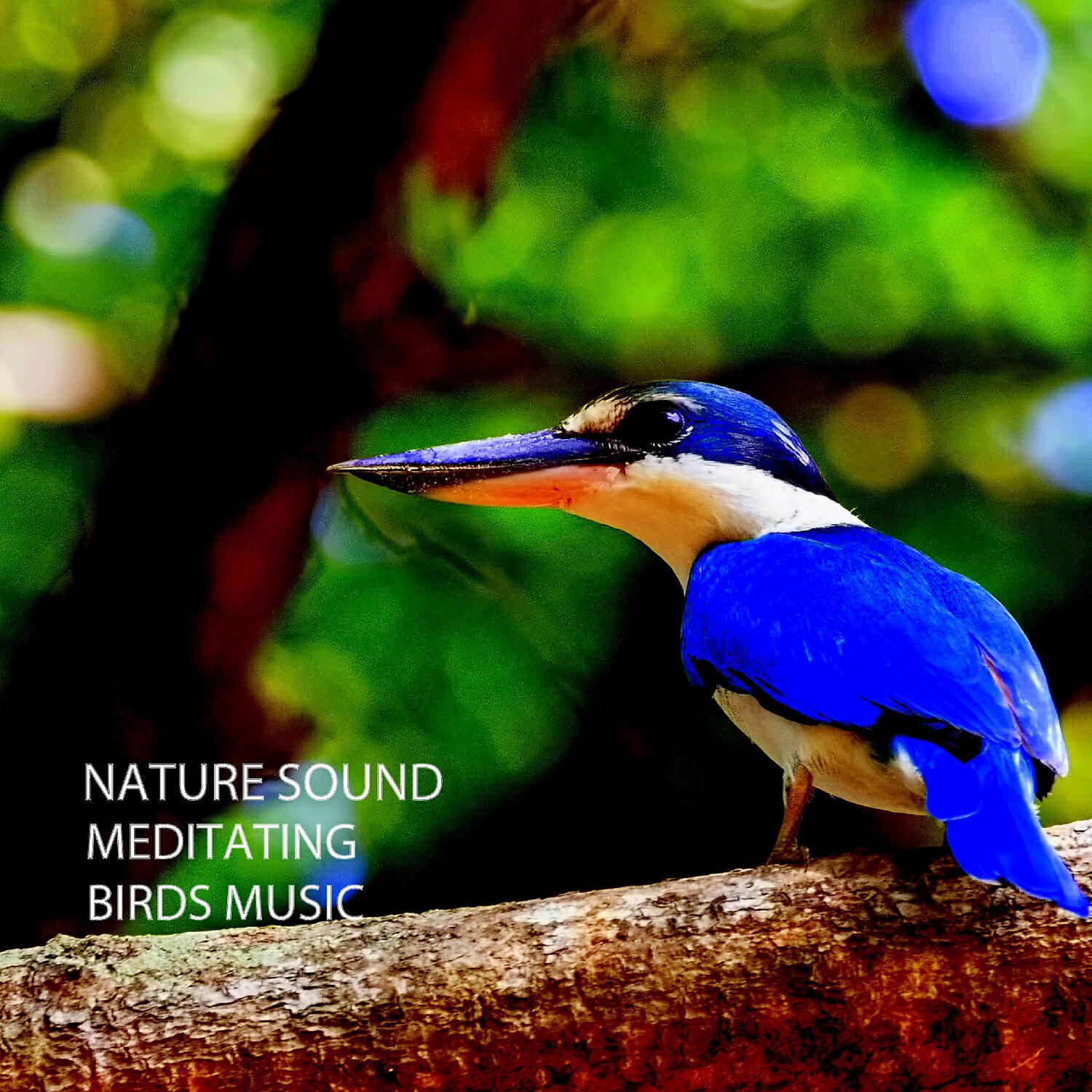 Постер альбома Nature Sound: Meditating Birds Music