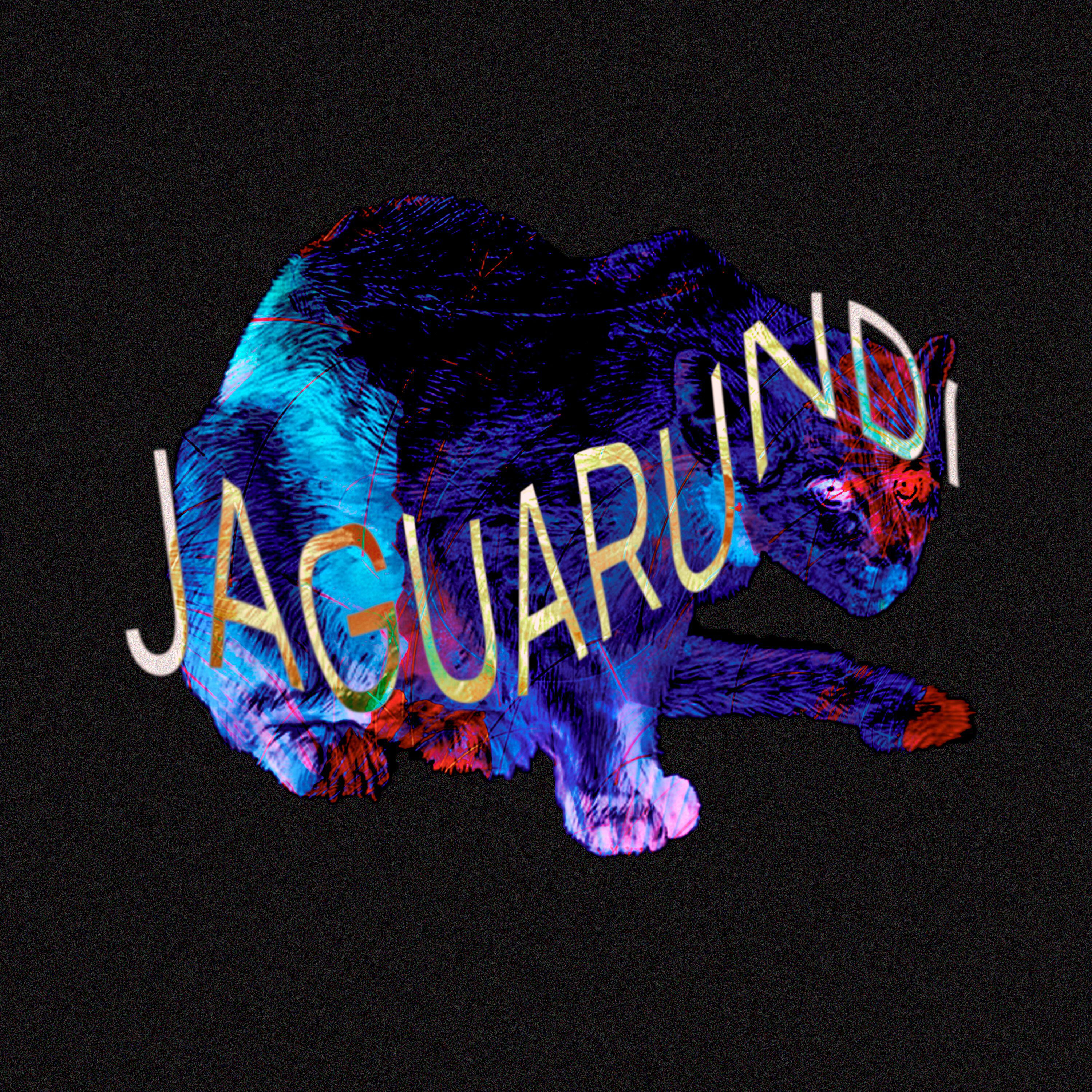 Jaguarundi