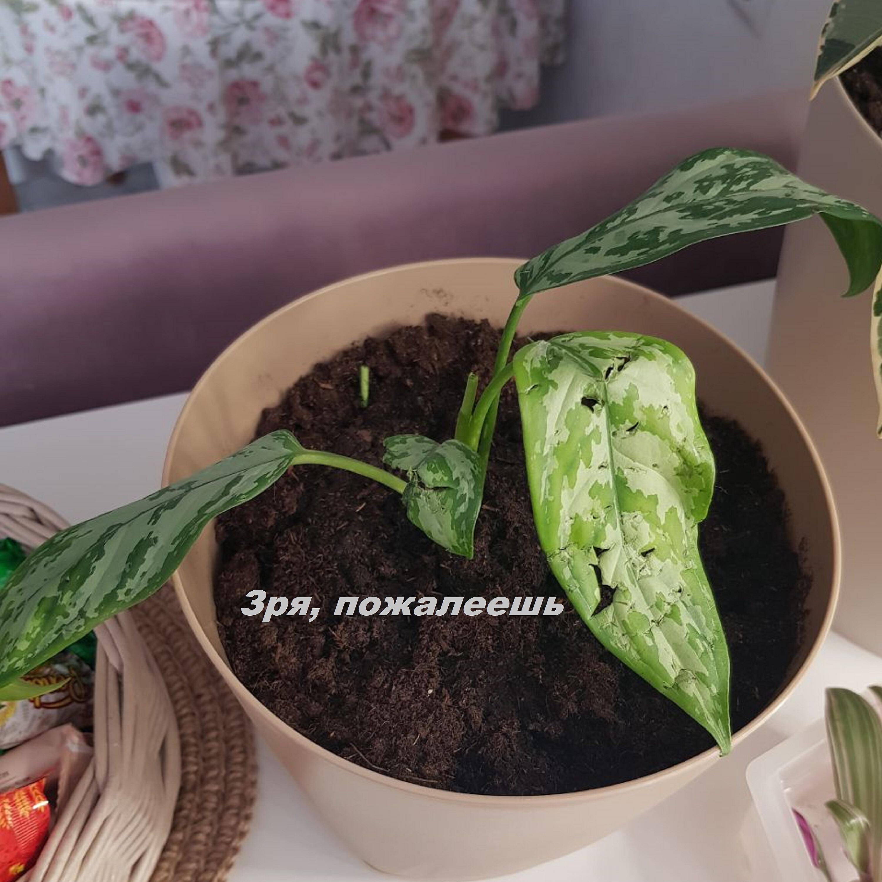 Релиз Зря, пожалеешь