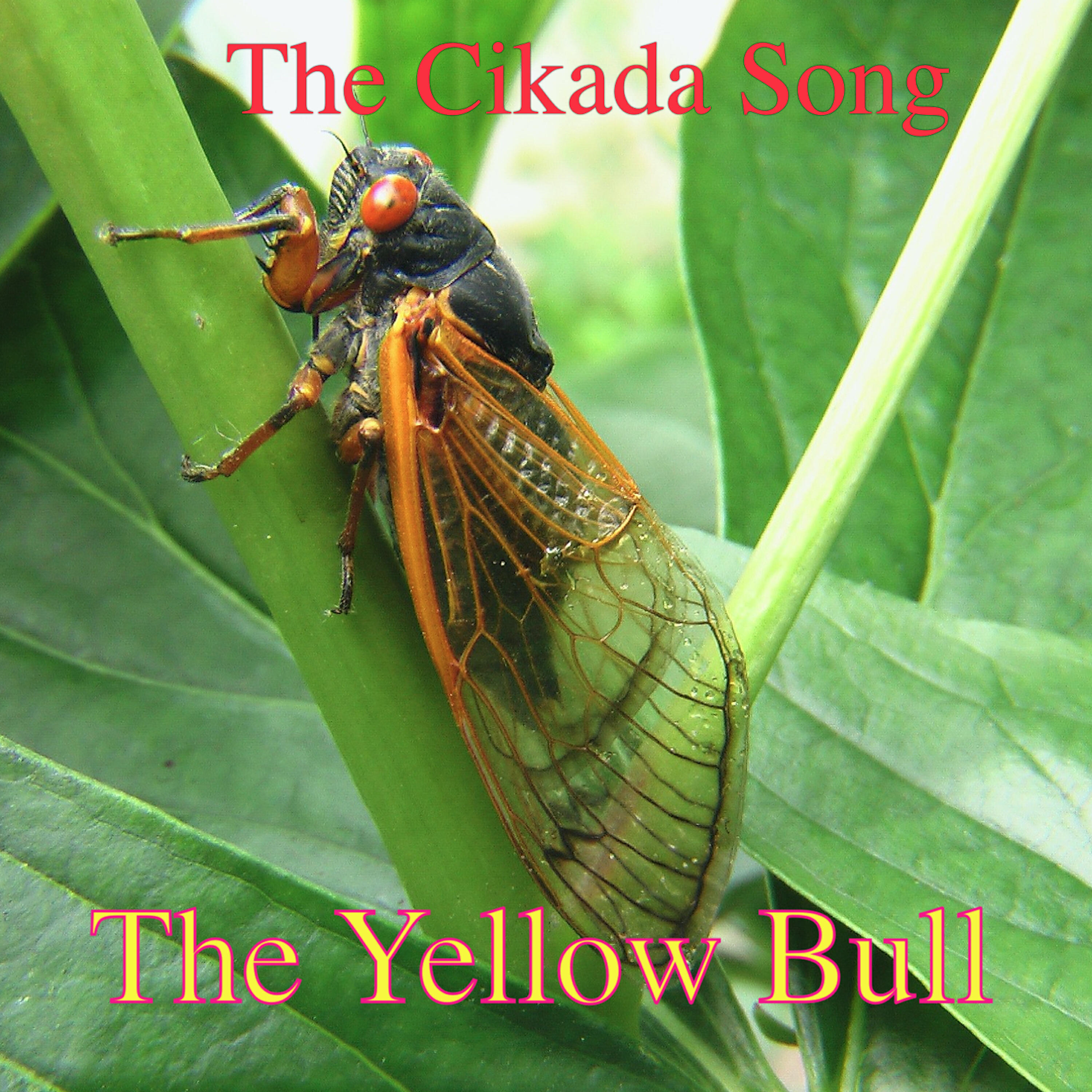 The Yellow Bulls