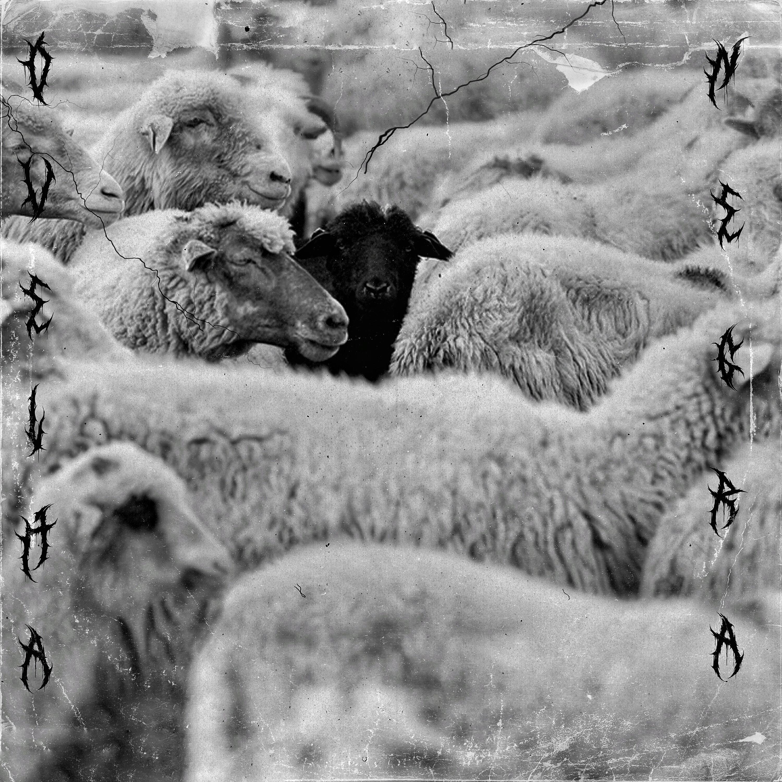 Релиз Ovelha Negra