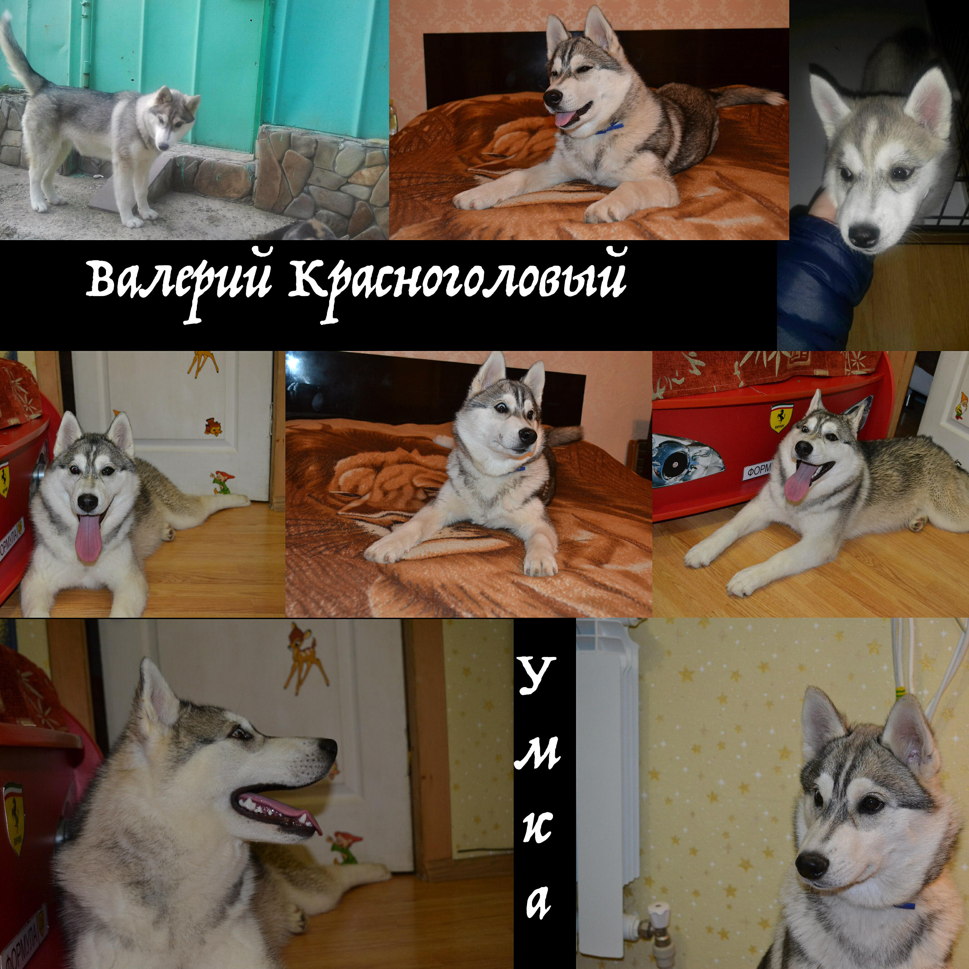 Релиз Умка