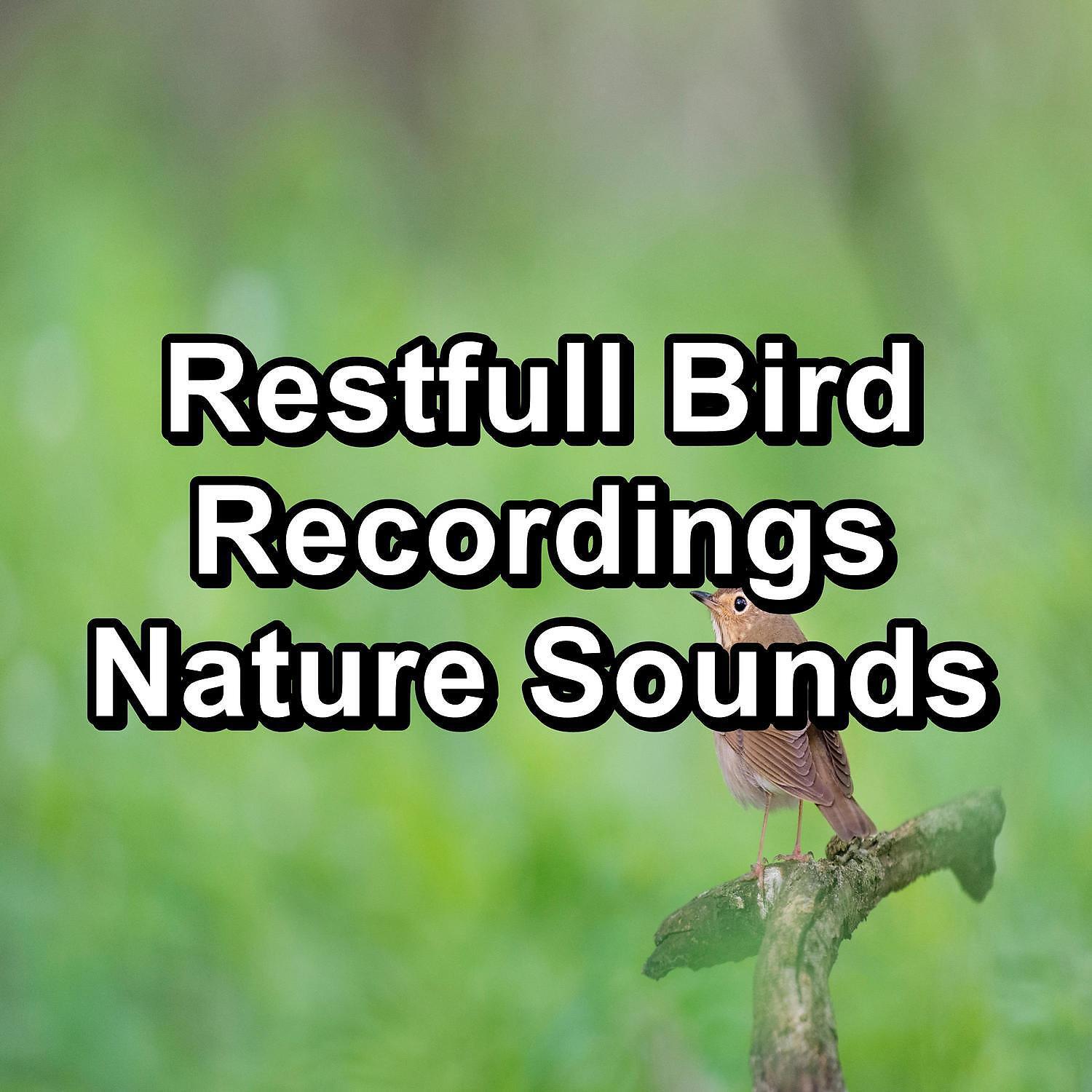 Релиз Restfull Bird Recordings Nature Sounds