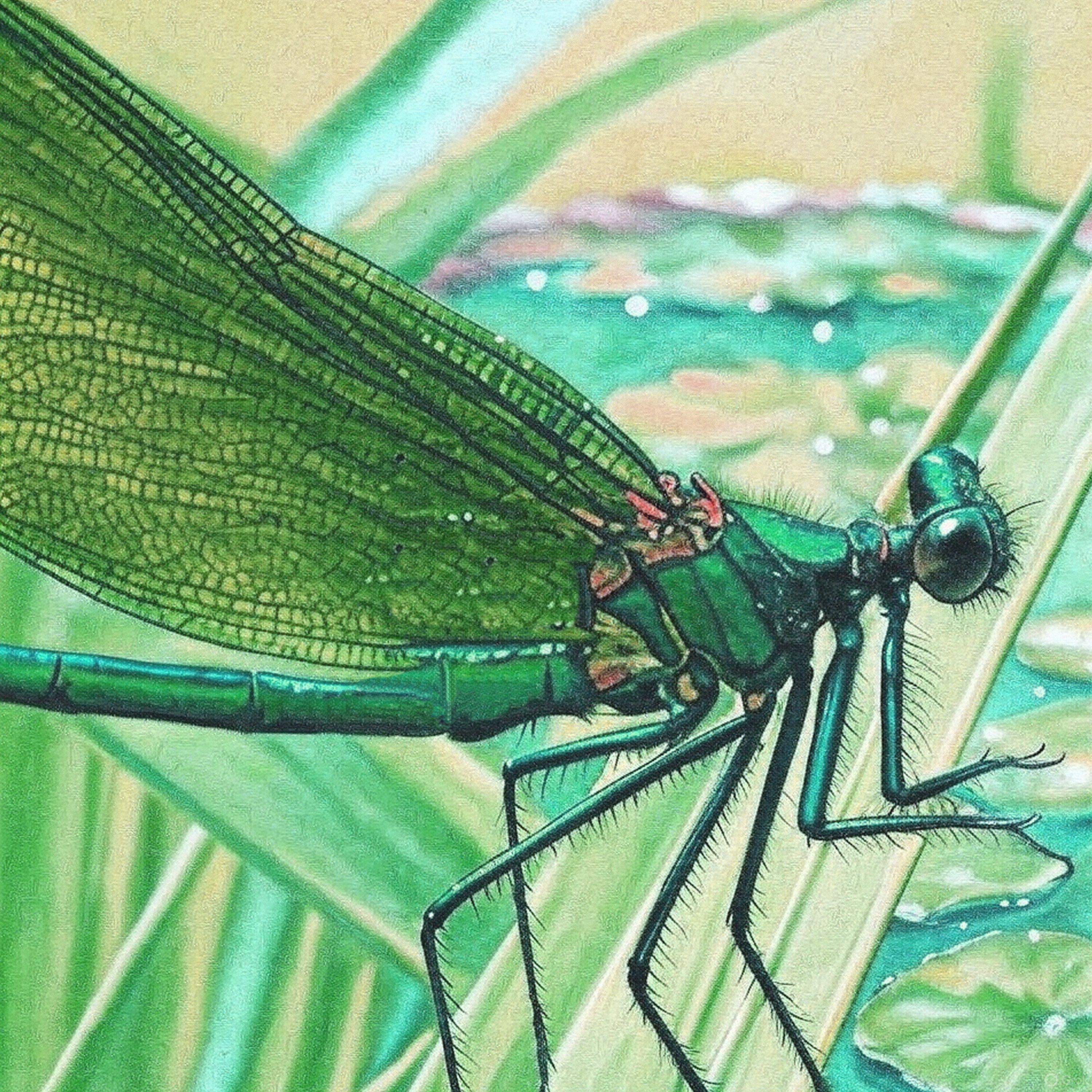 Релиз flutter