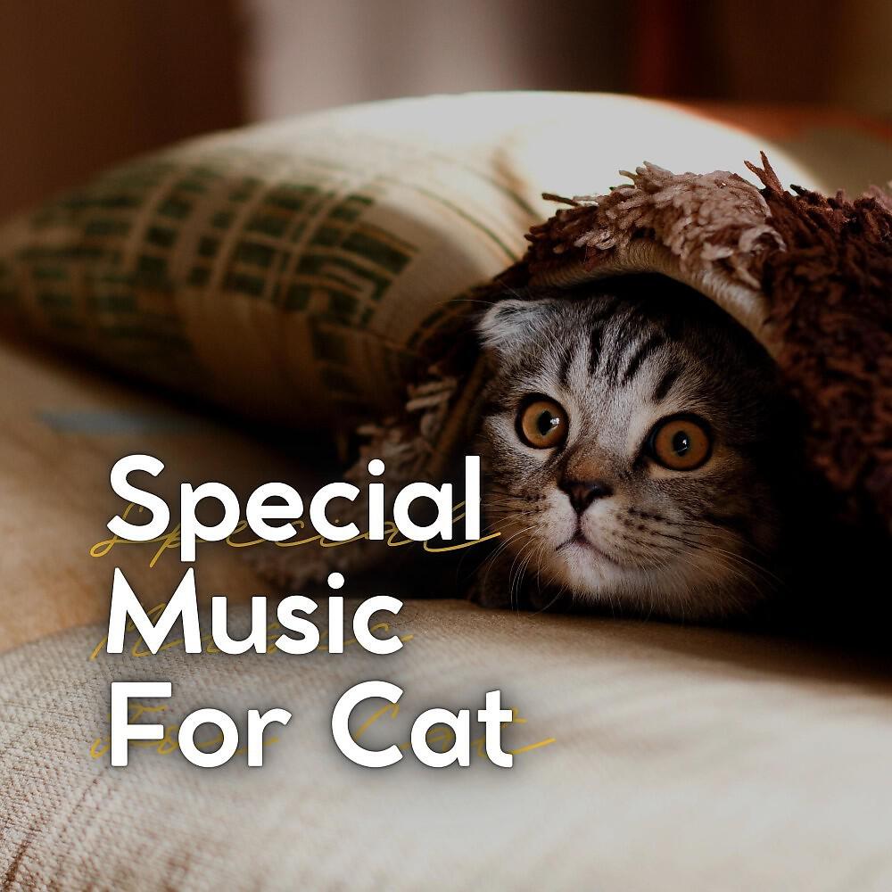 Релиз Special Music for Cat