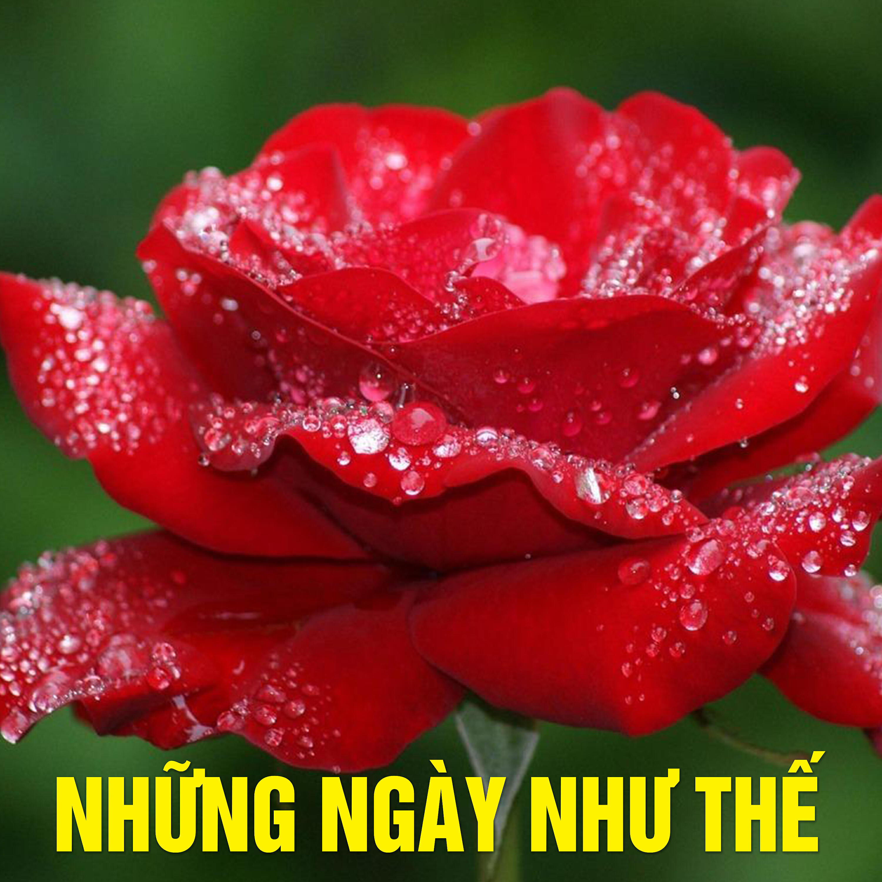 Релиз Những Ngày Như Thế