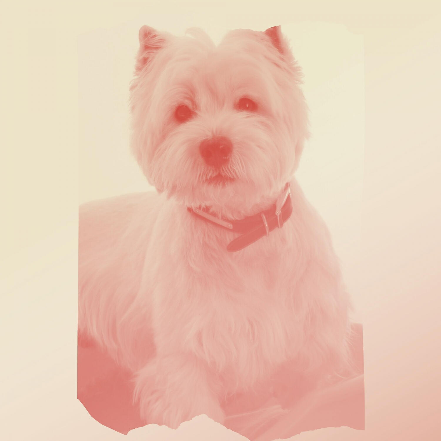 Doggy Music Vintage