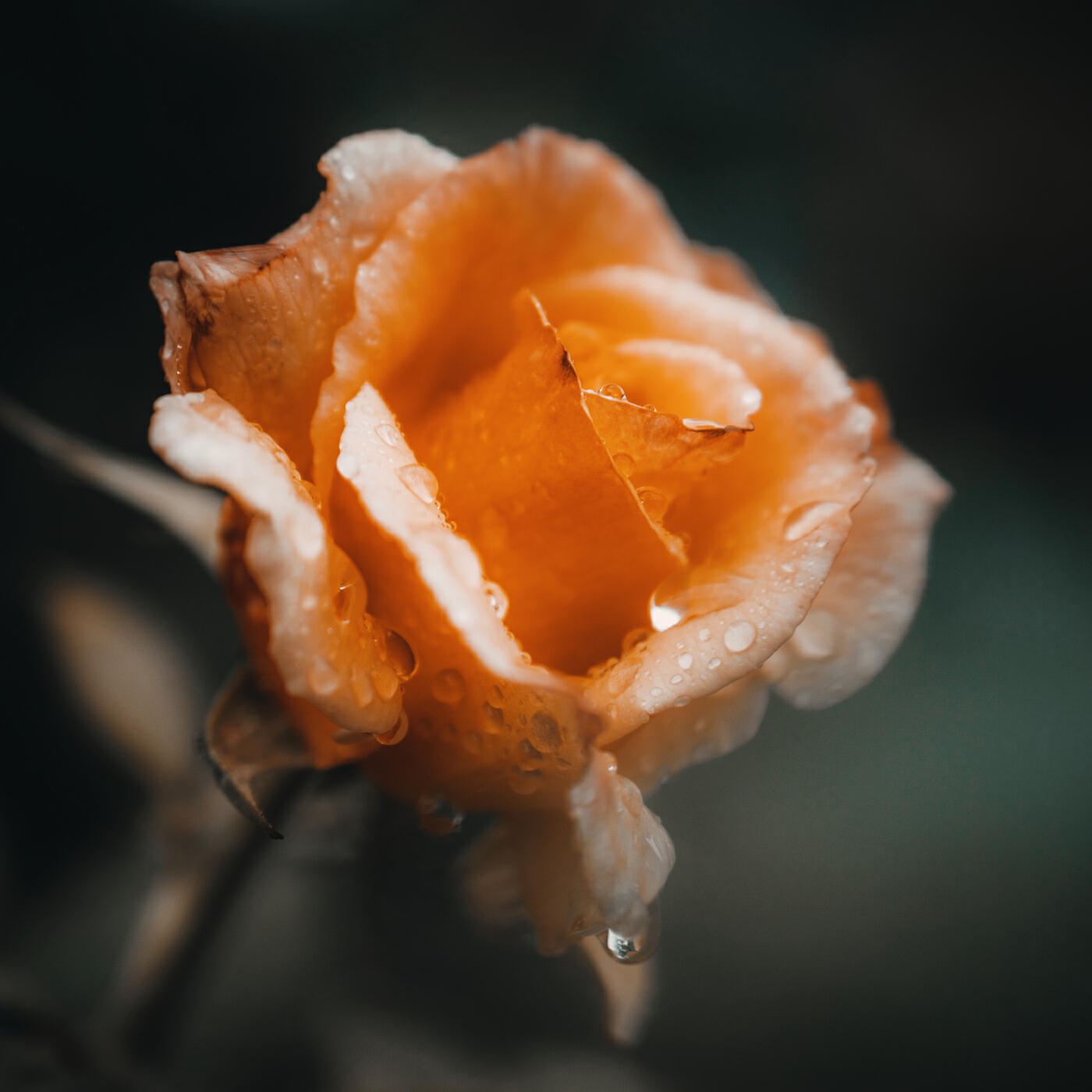 Релиз Gentle Is the Rain