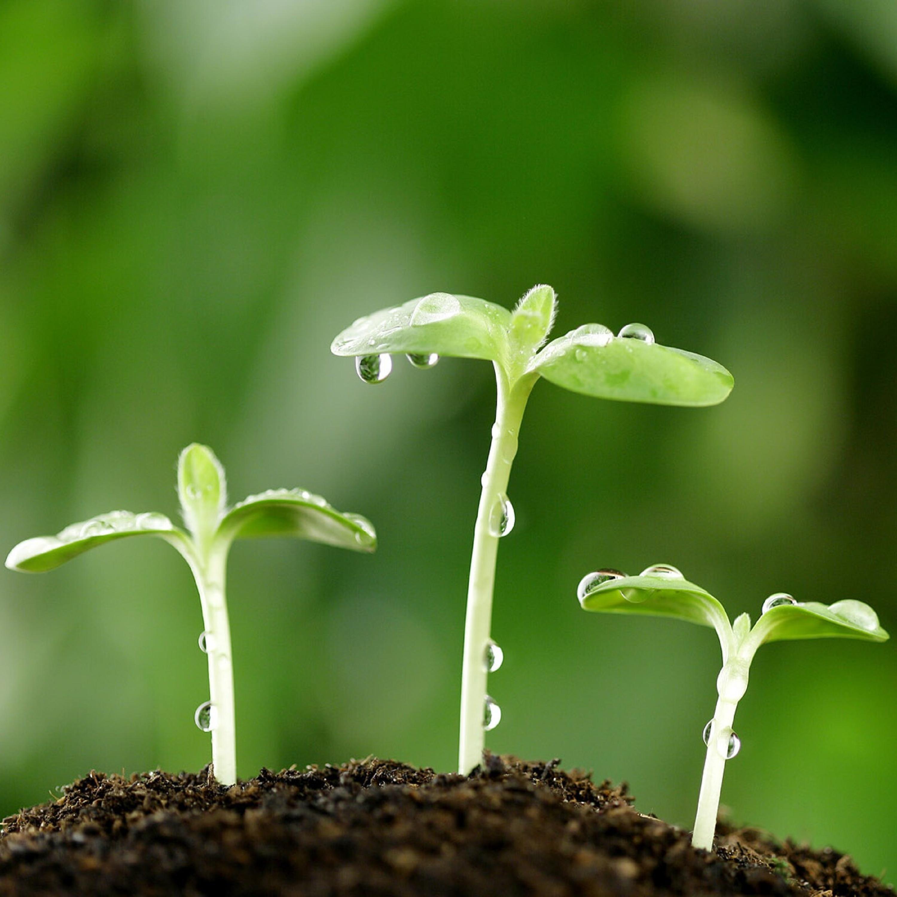 Релиз 新诗歌