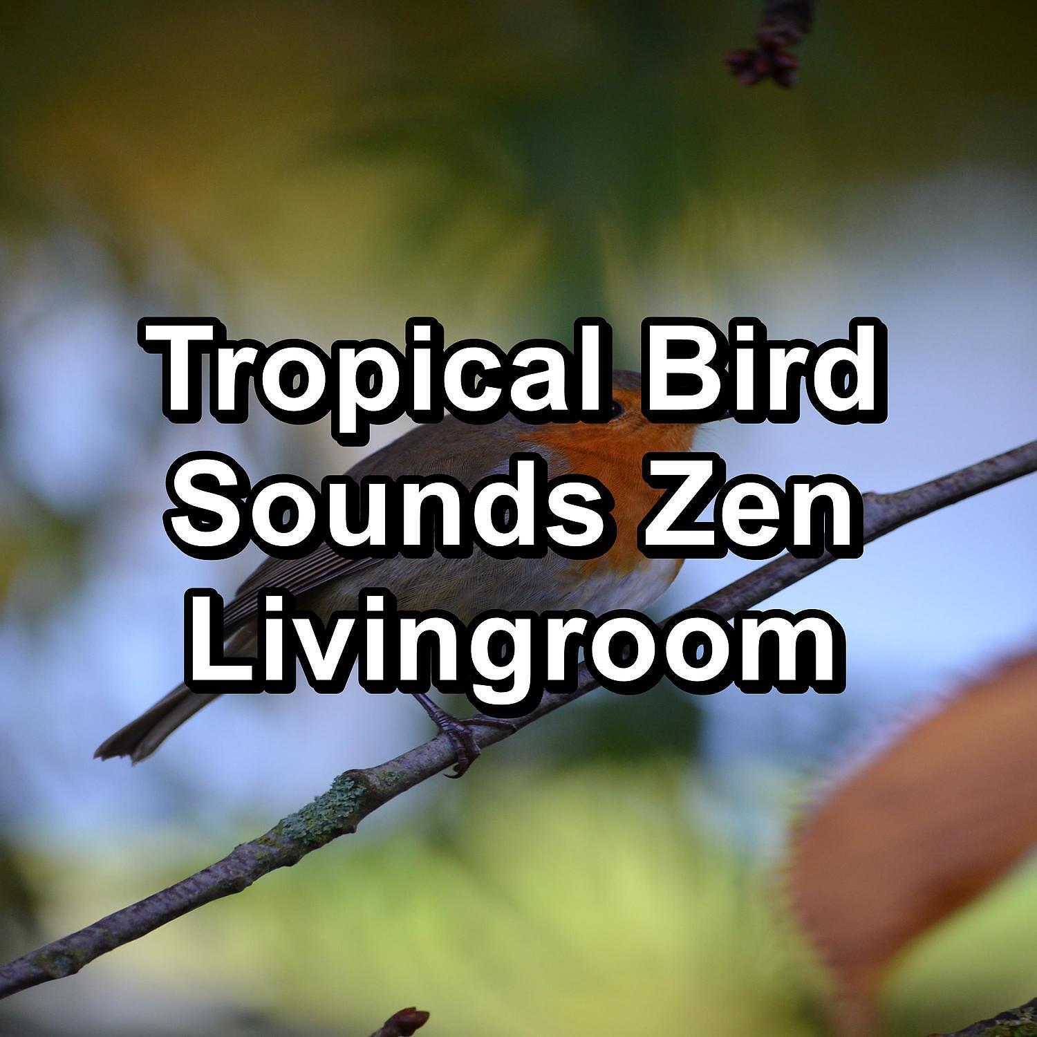 Релиз Tropical Bird Sounds Zen Livingroom