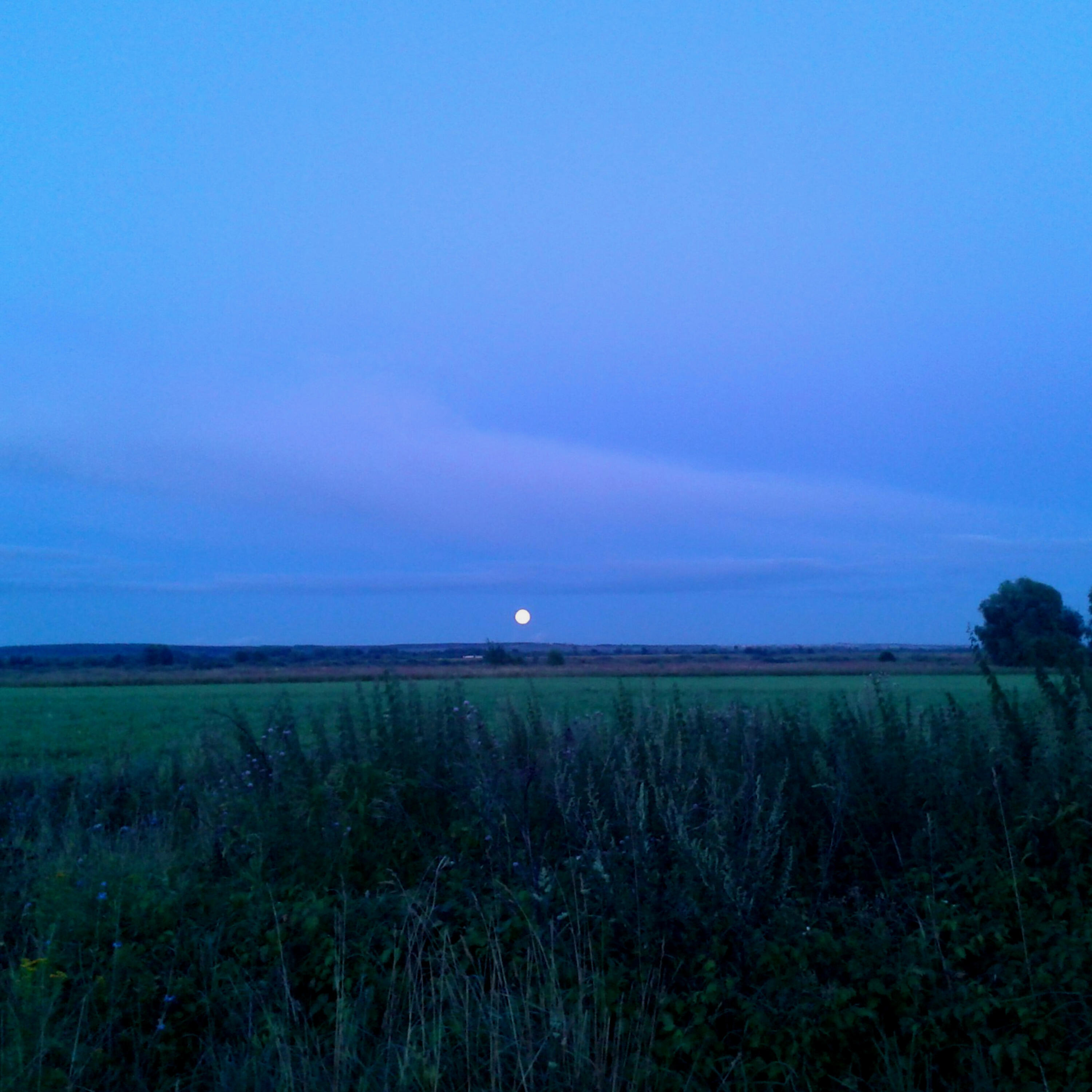 Туркичева Любовь Артемьевна