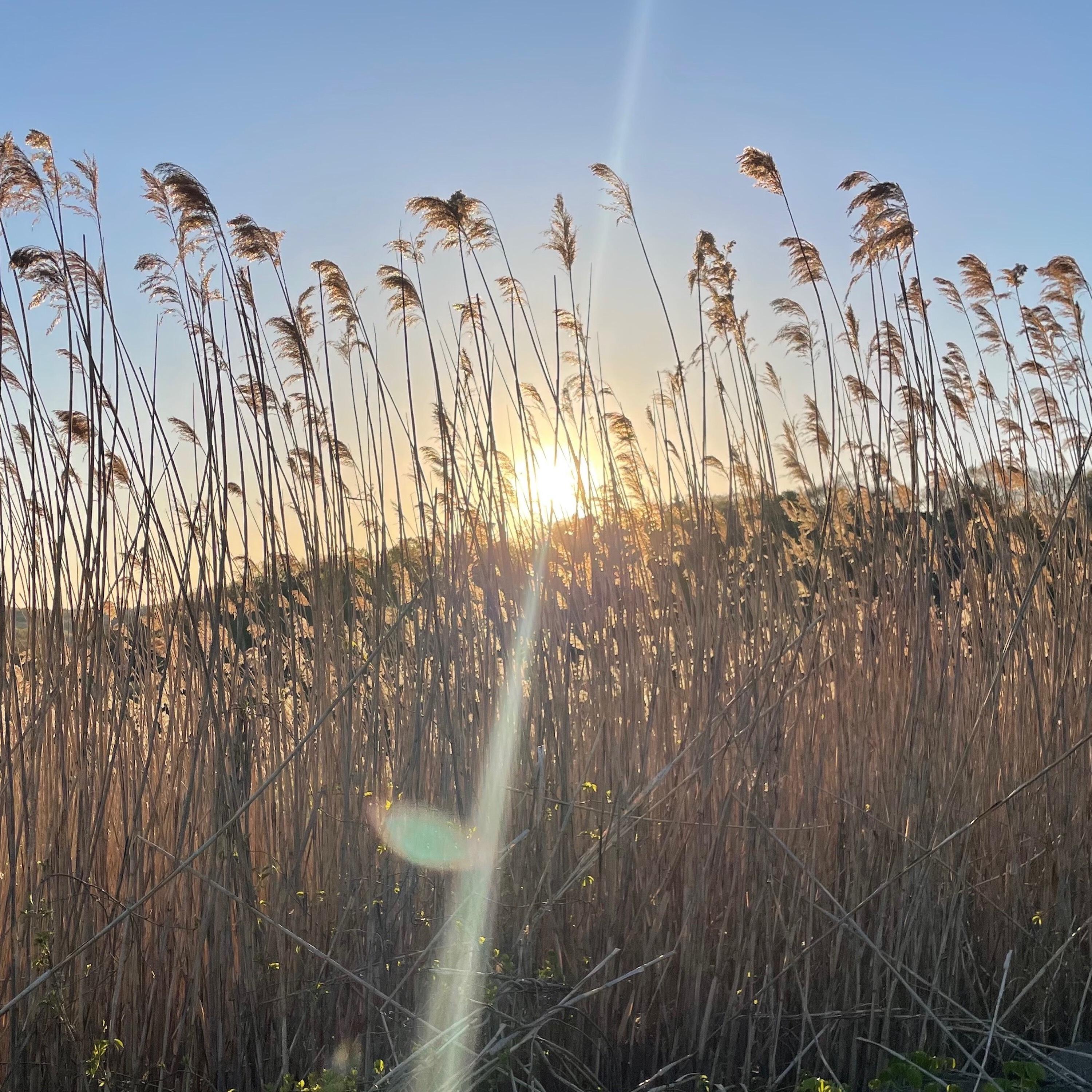 Релиз The Field