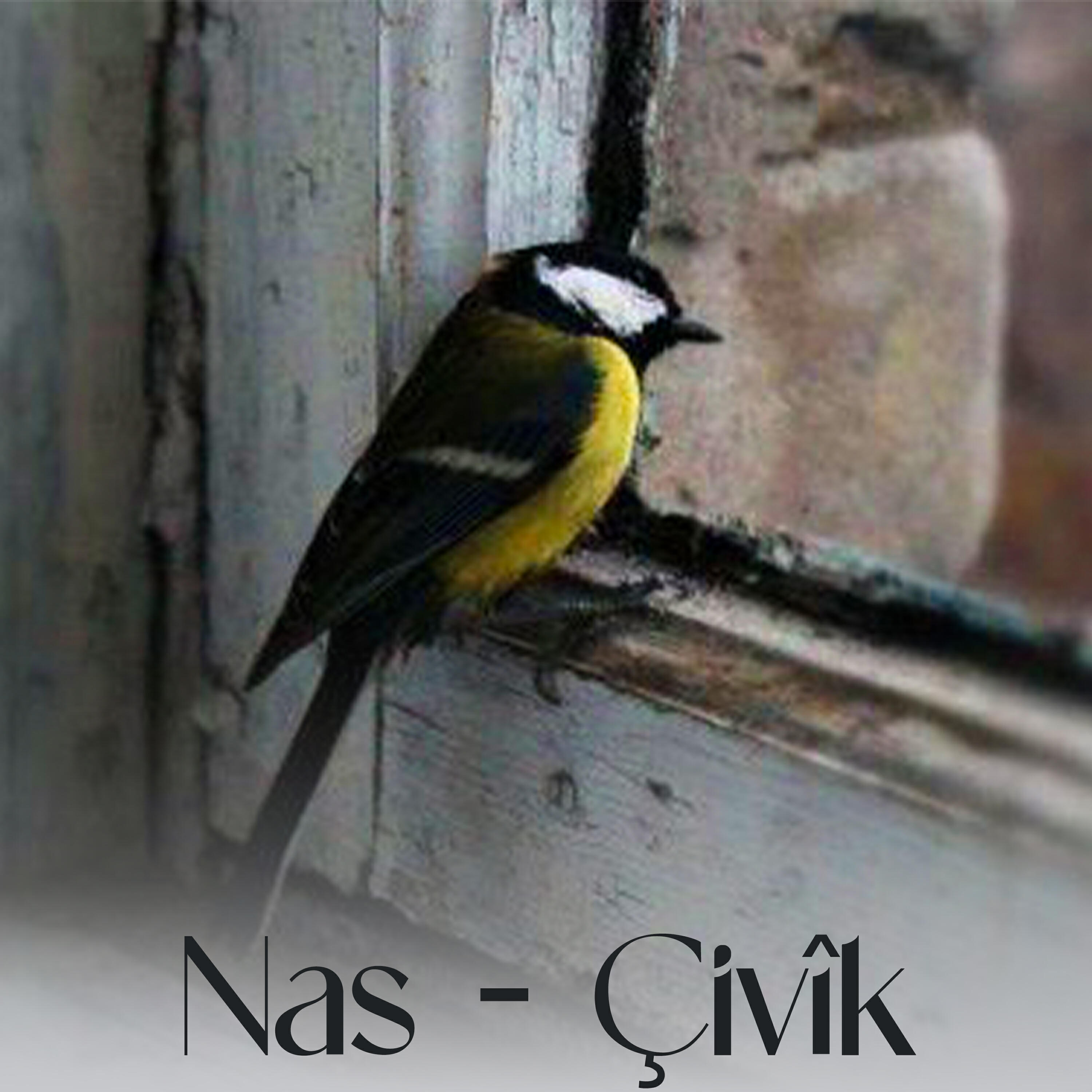 Релиз Çivîk