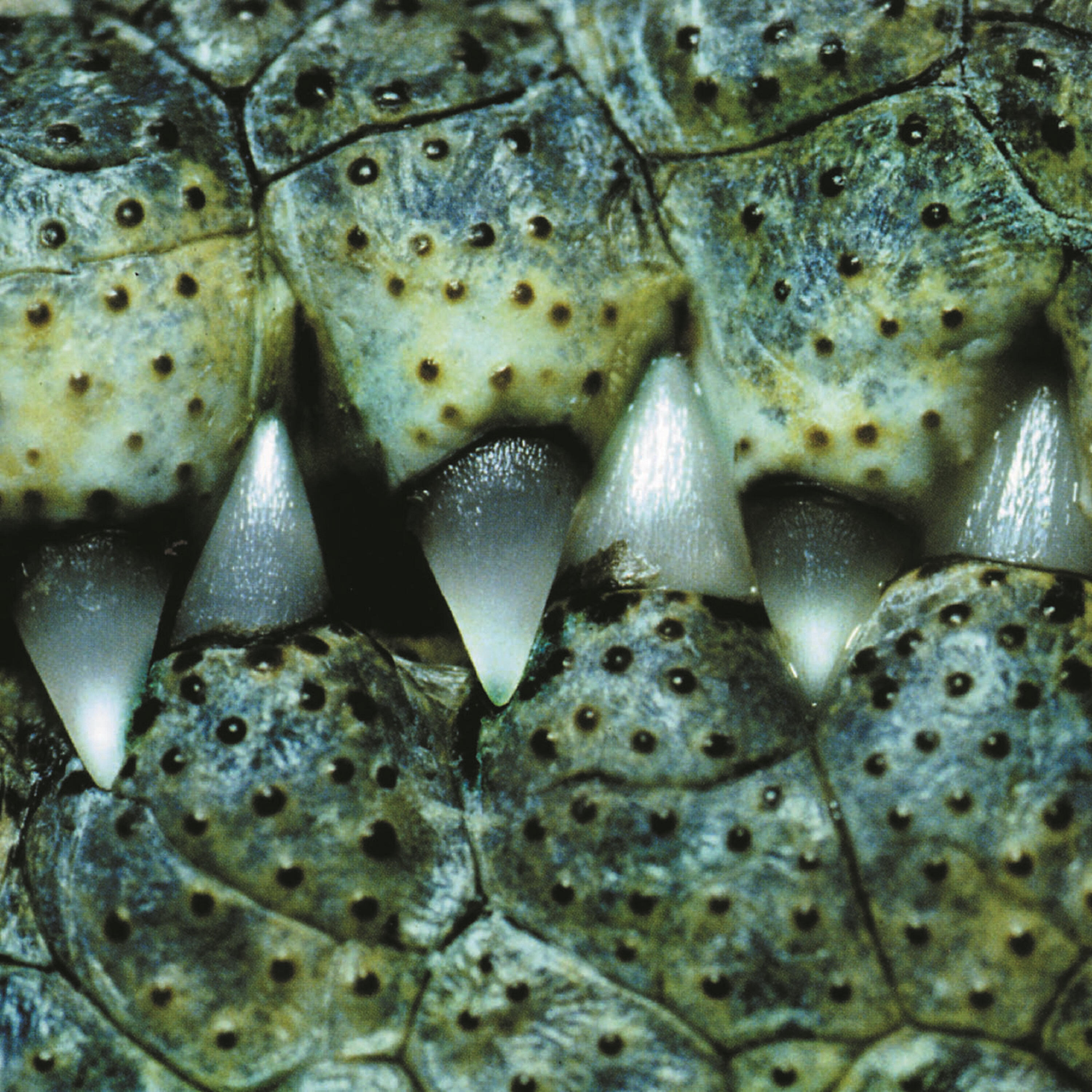 Релиз Fucked Up & Standing