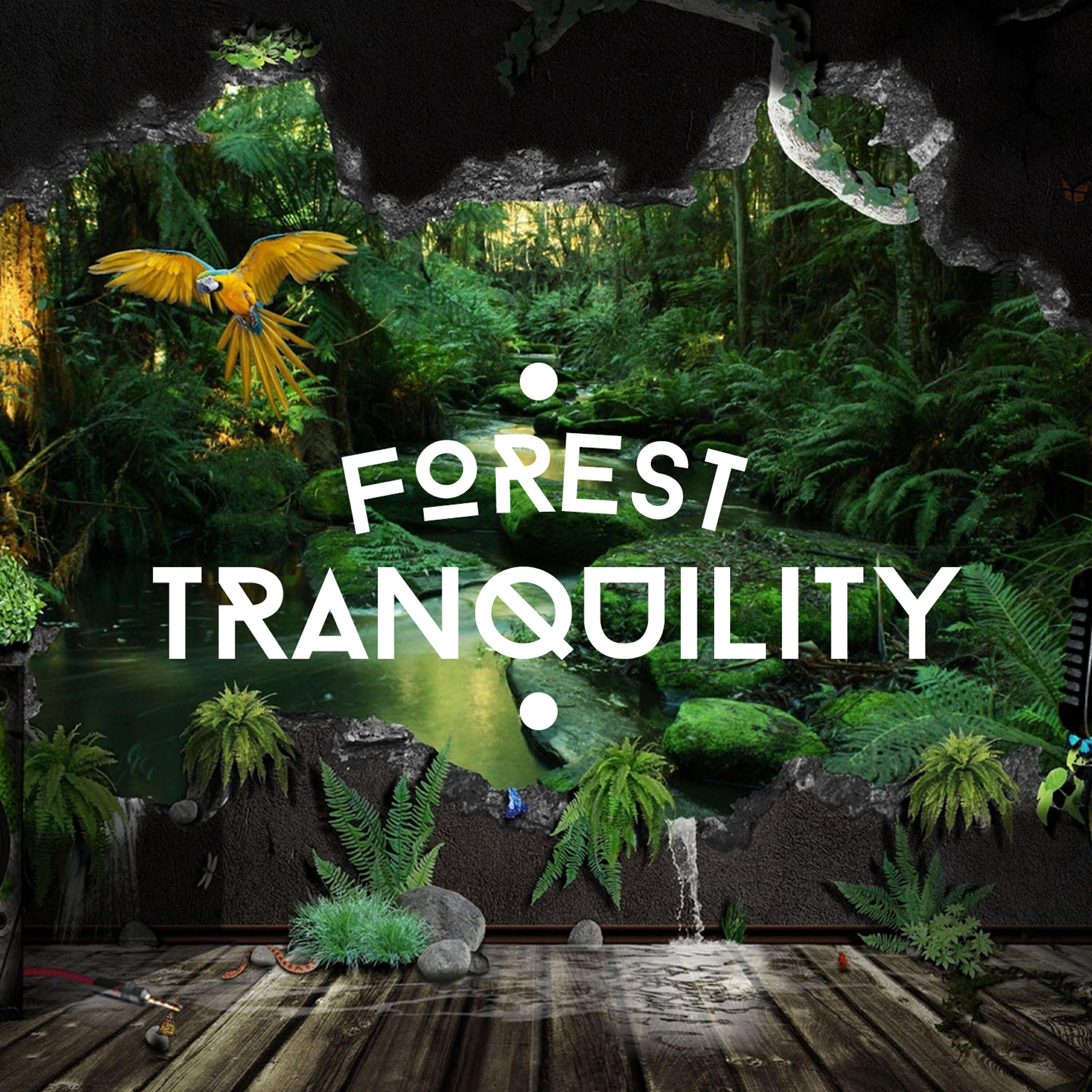Релиз Forest Tranquility