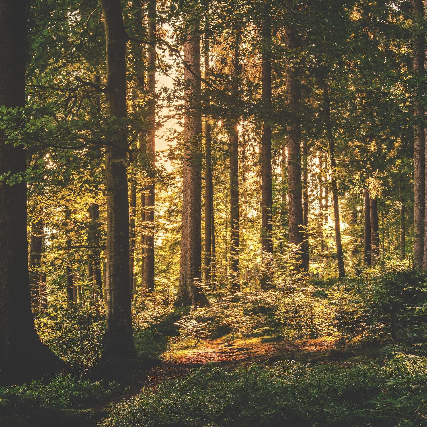 Релиз Blessful Garden Twitter