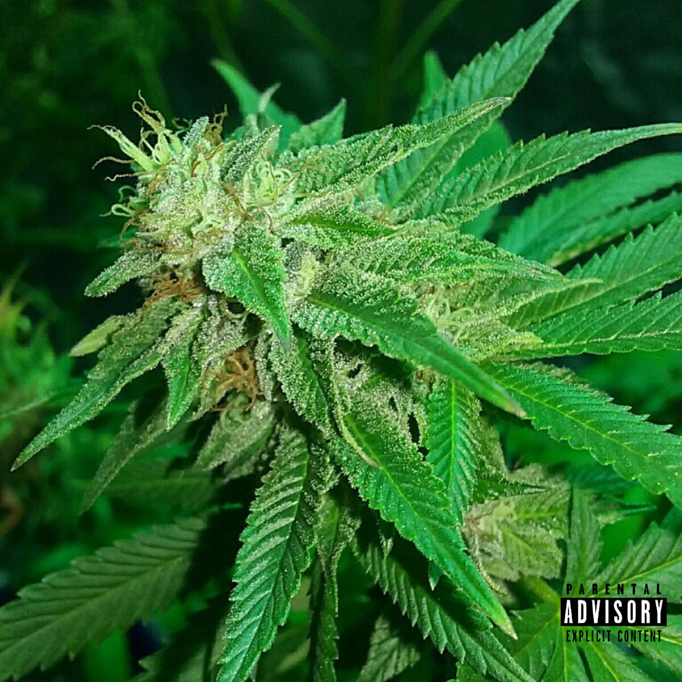 Dopeboy Des