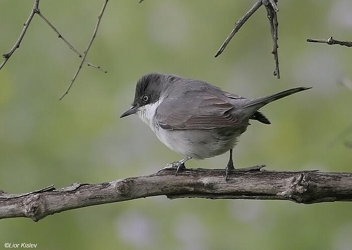 Orphean Warbler