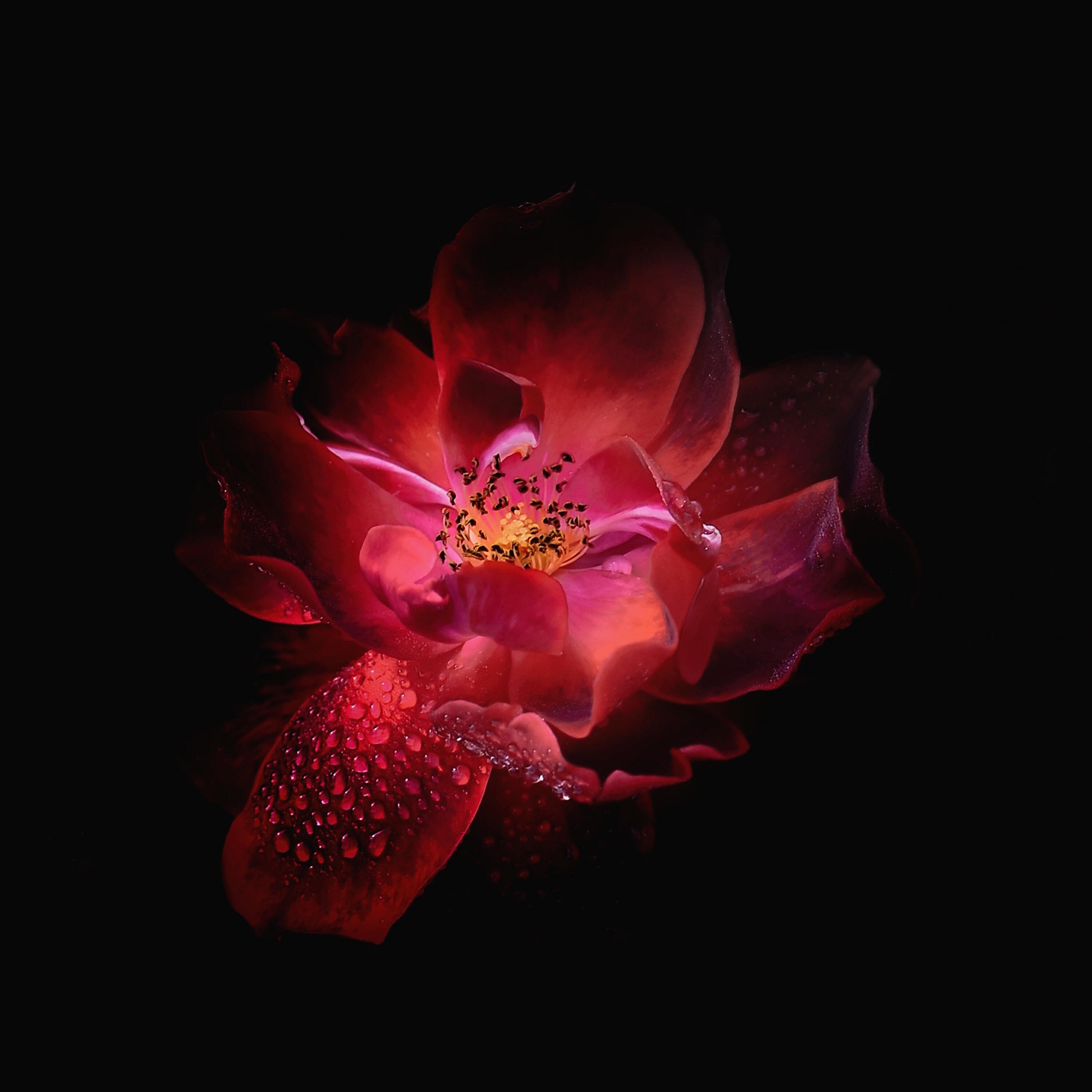 Релиз Binaural Beats - Pure Brian Tones - (For Study, Focus, Deep Sleep and Meditation)