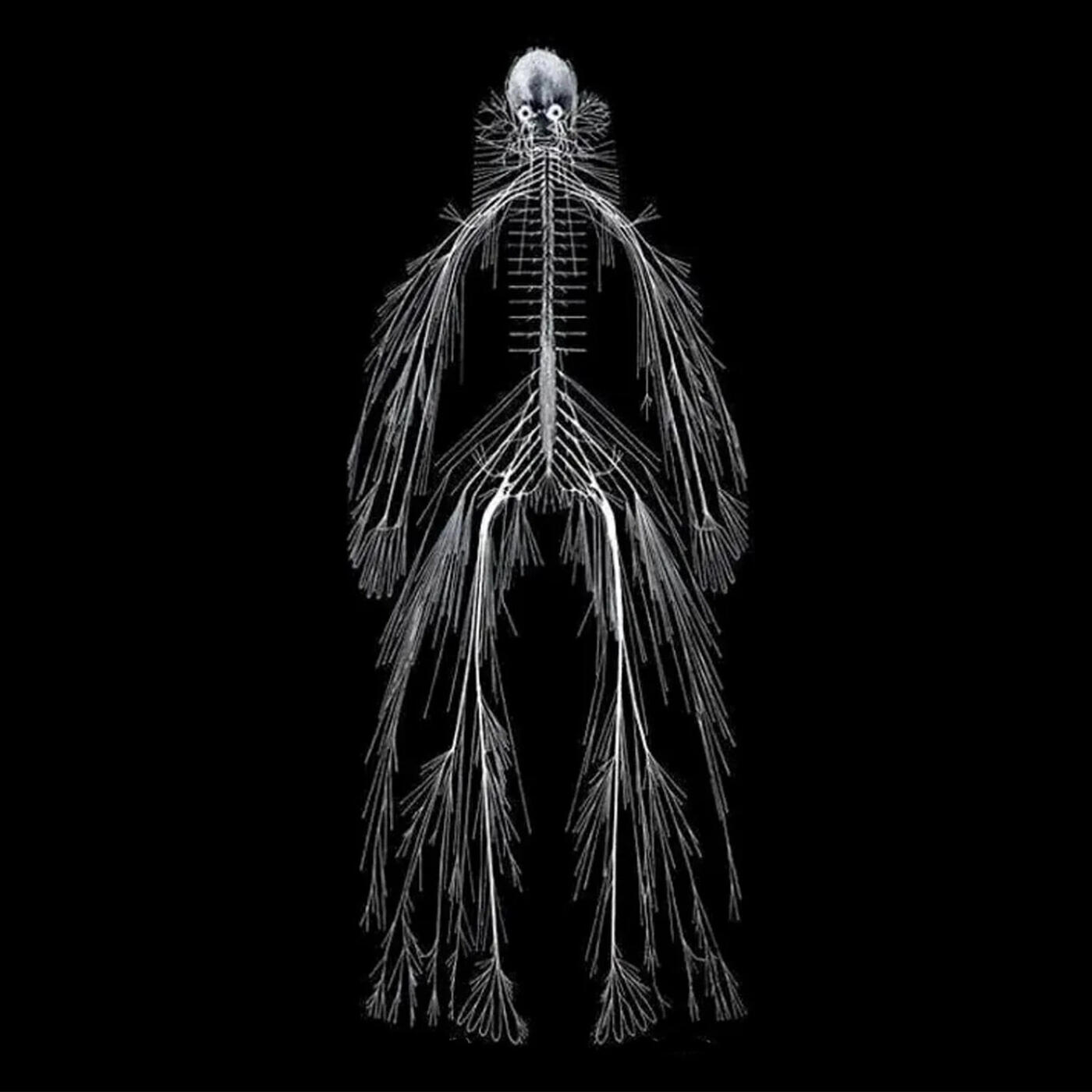 Релиз Nervous