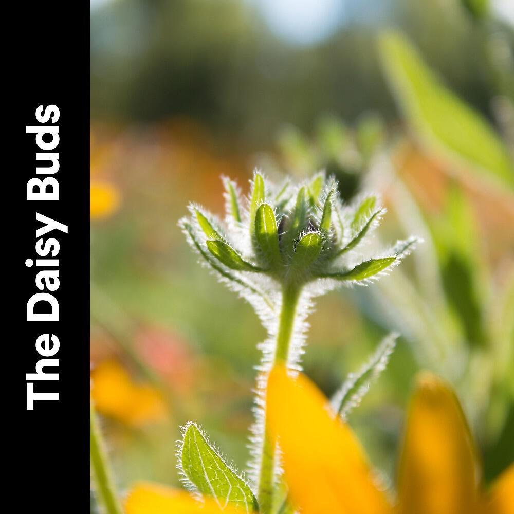 Релиз The Daisy Buds