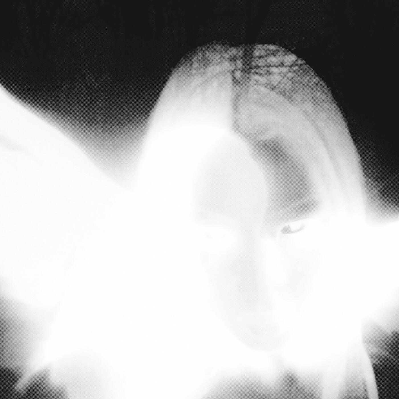 Battle Angel