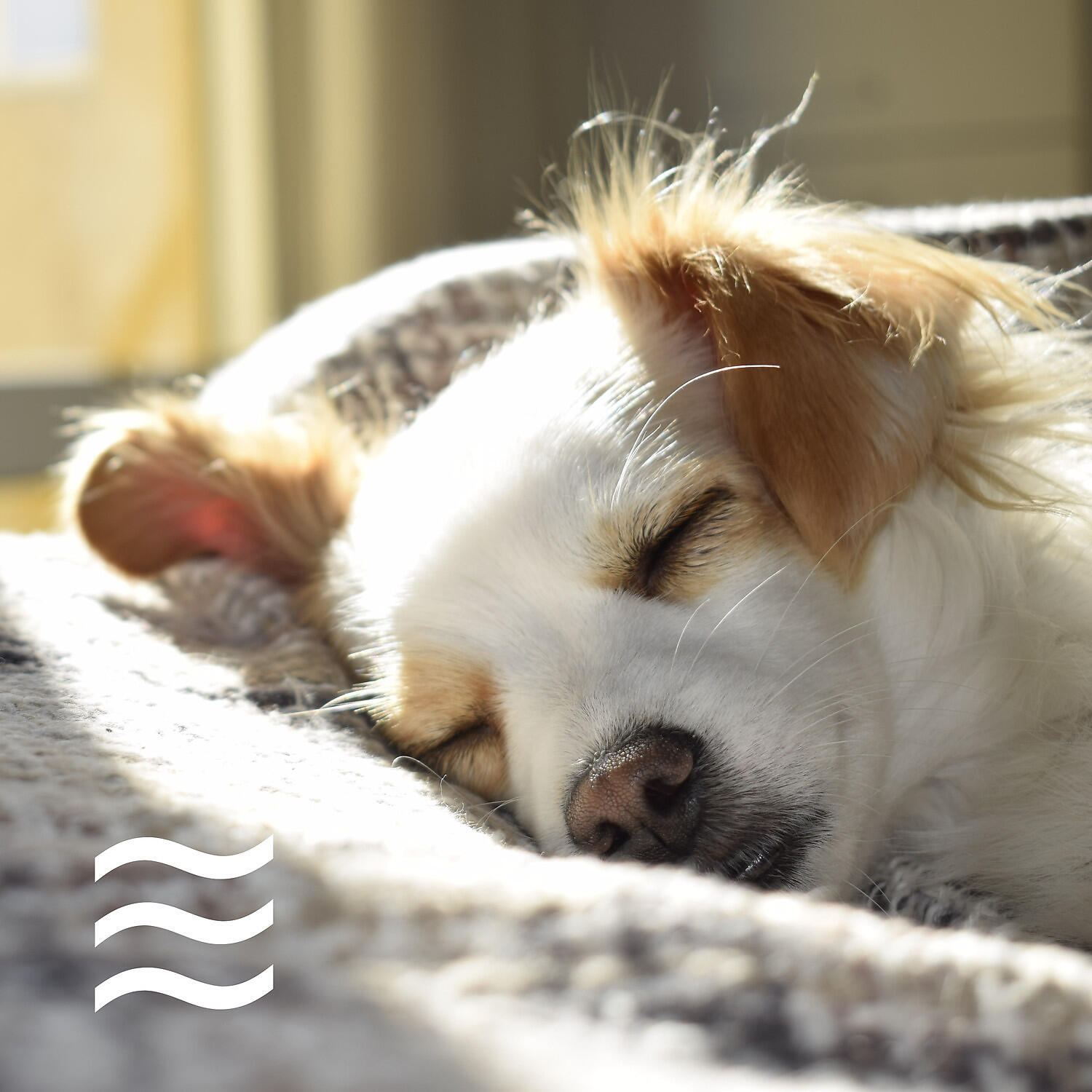 Релиз Relaxing Ambient: Calming Pets Music