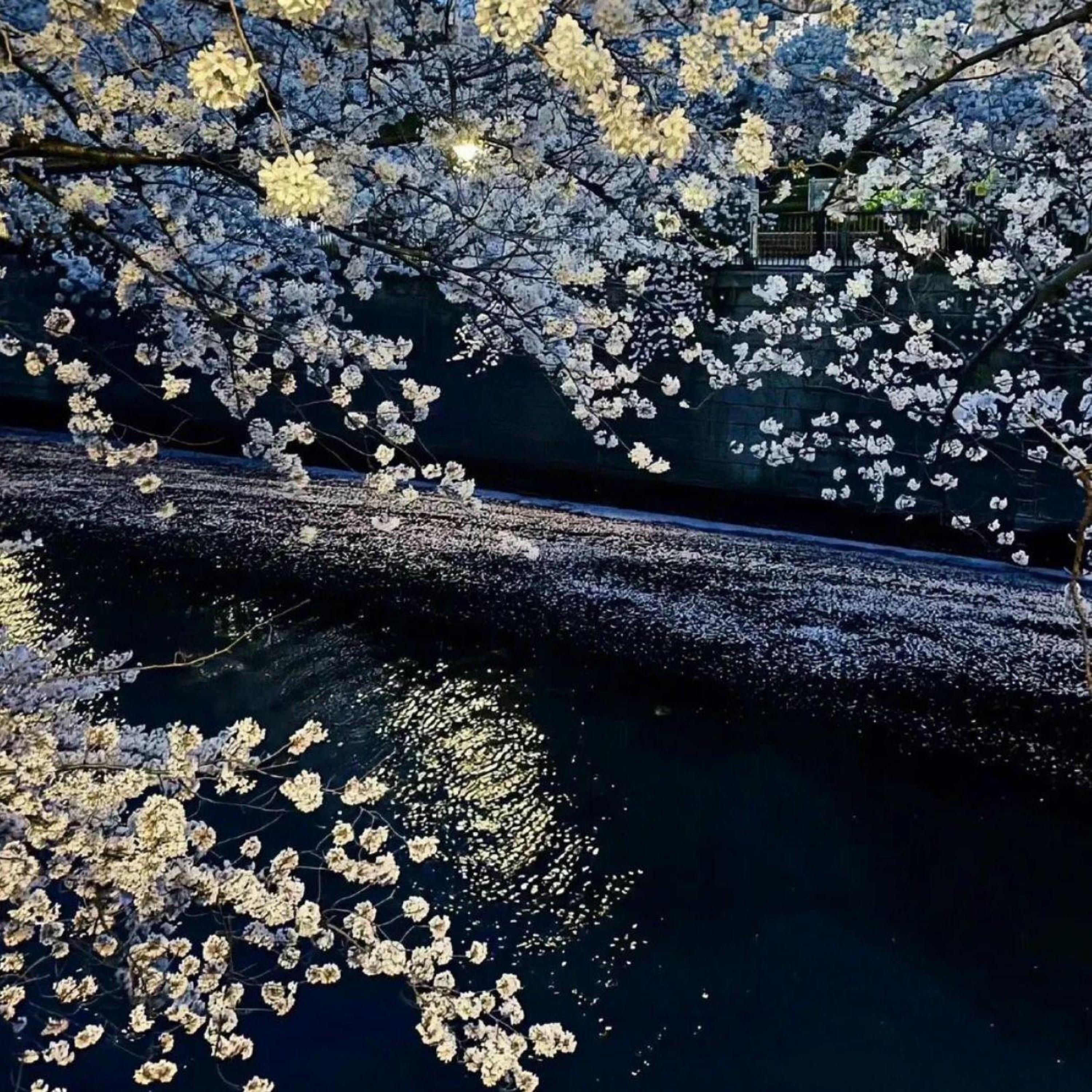 Релиз 悲风伴雨凭花落