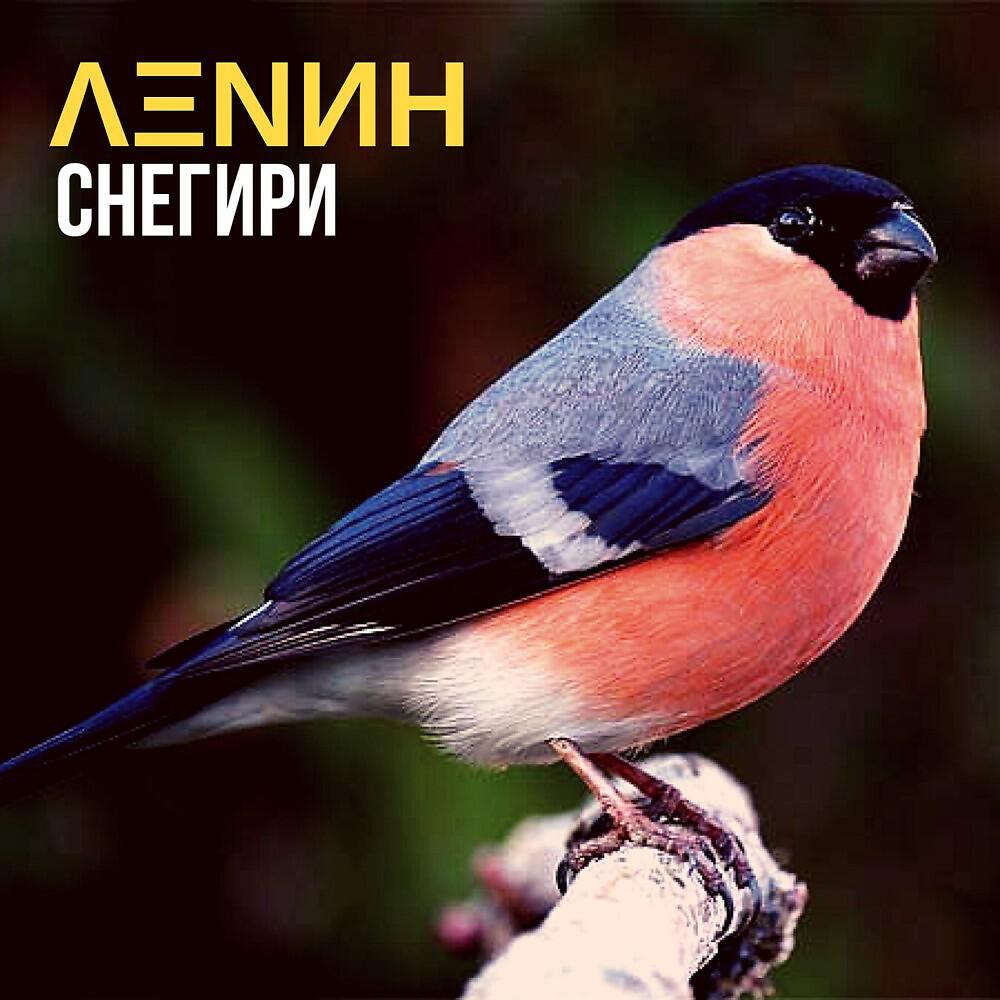 Релиз Снегири