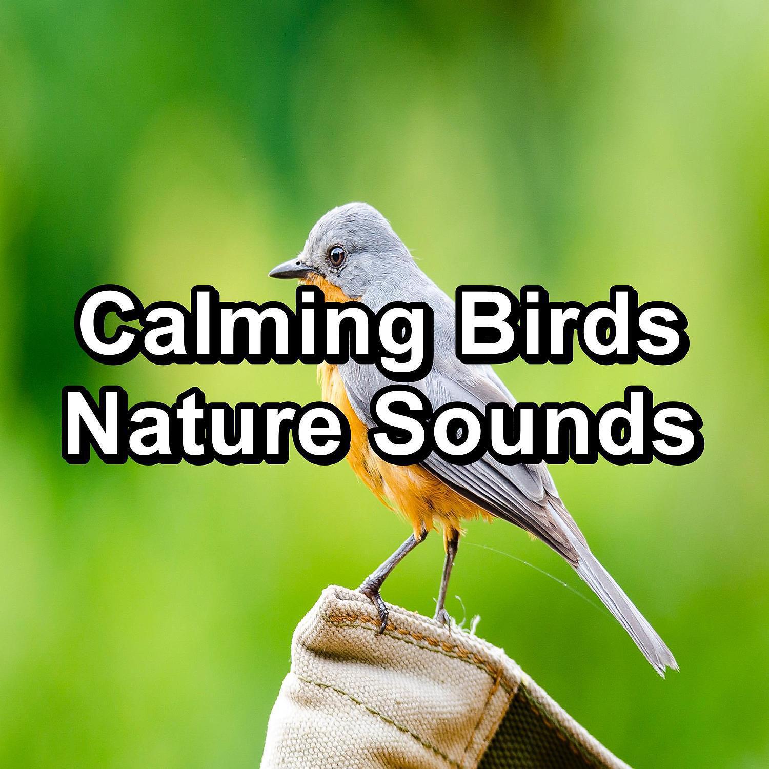 Deep Sleep Meditation, Binaural Beats Sleep, Sleep Music Lullabies - Rest Bird Sounds For a Cozy Night For Babies and Infants