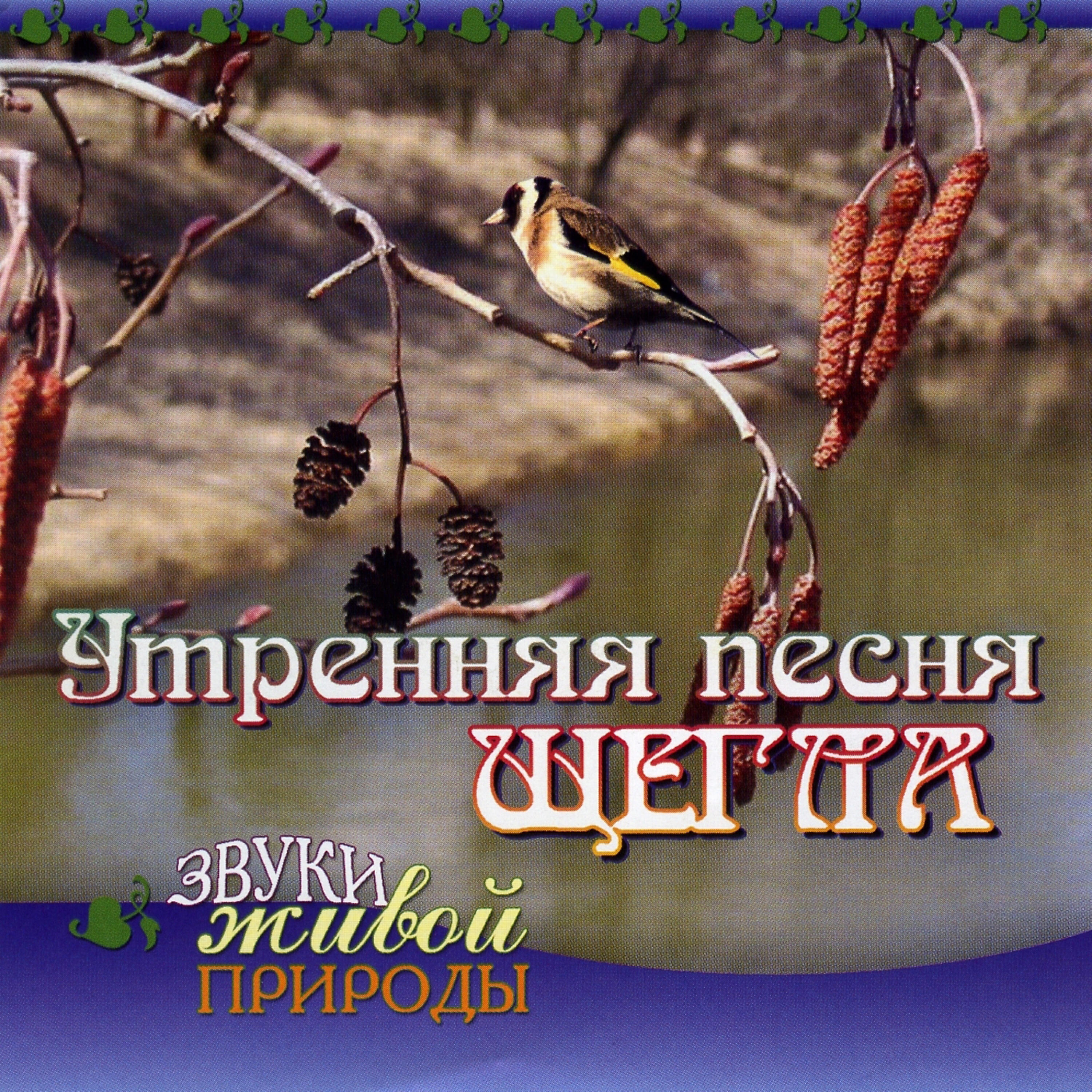 Релиз Утренняя песня щегла.