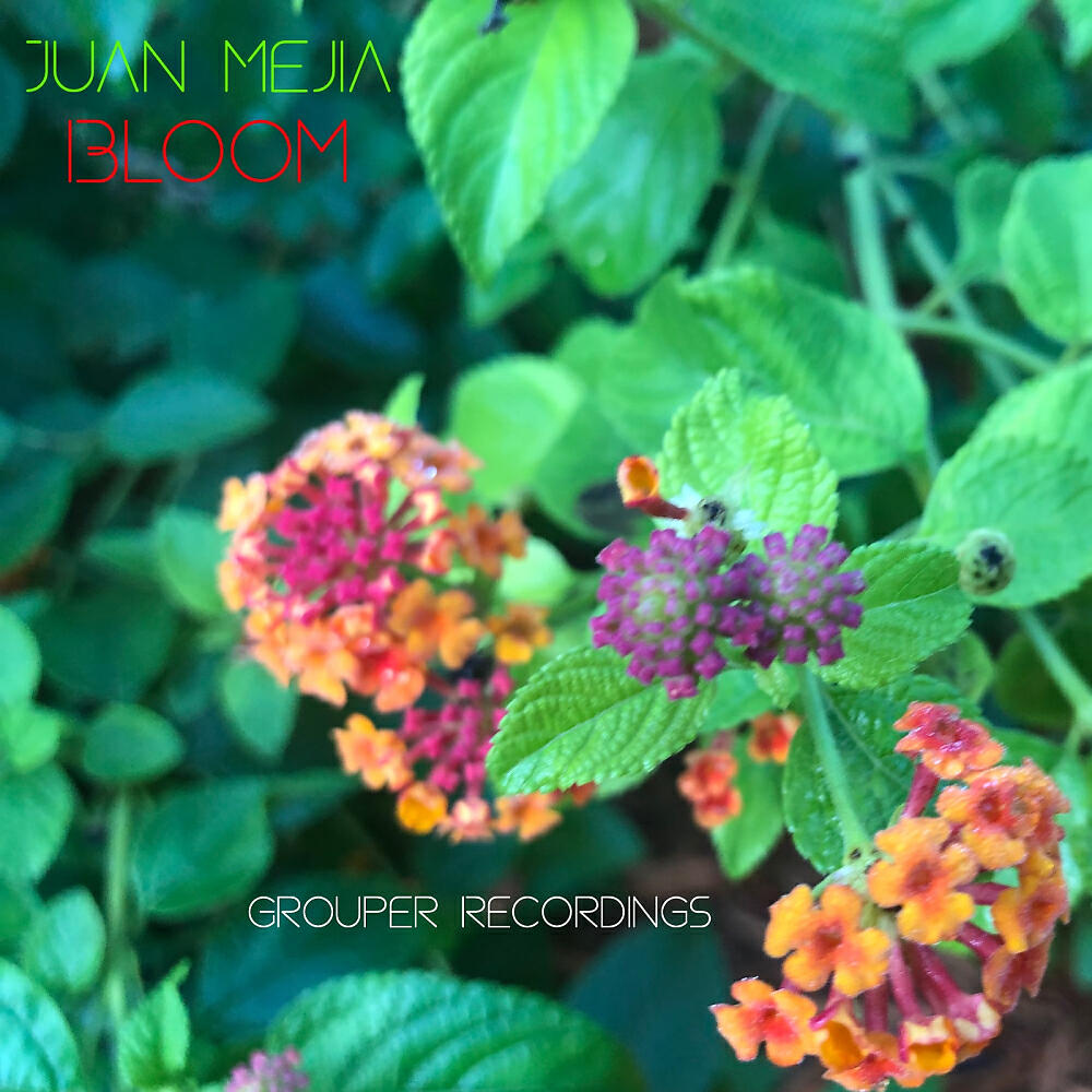 Релиз BLOOM