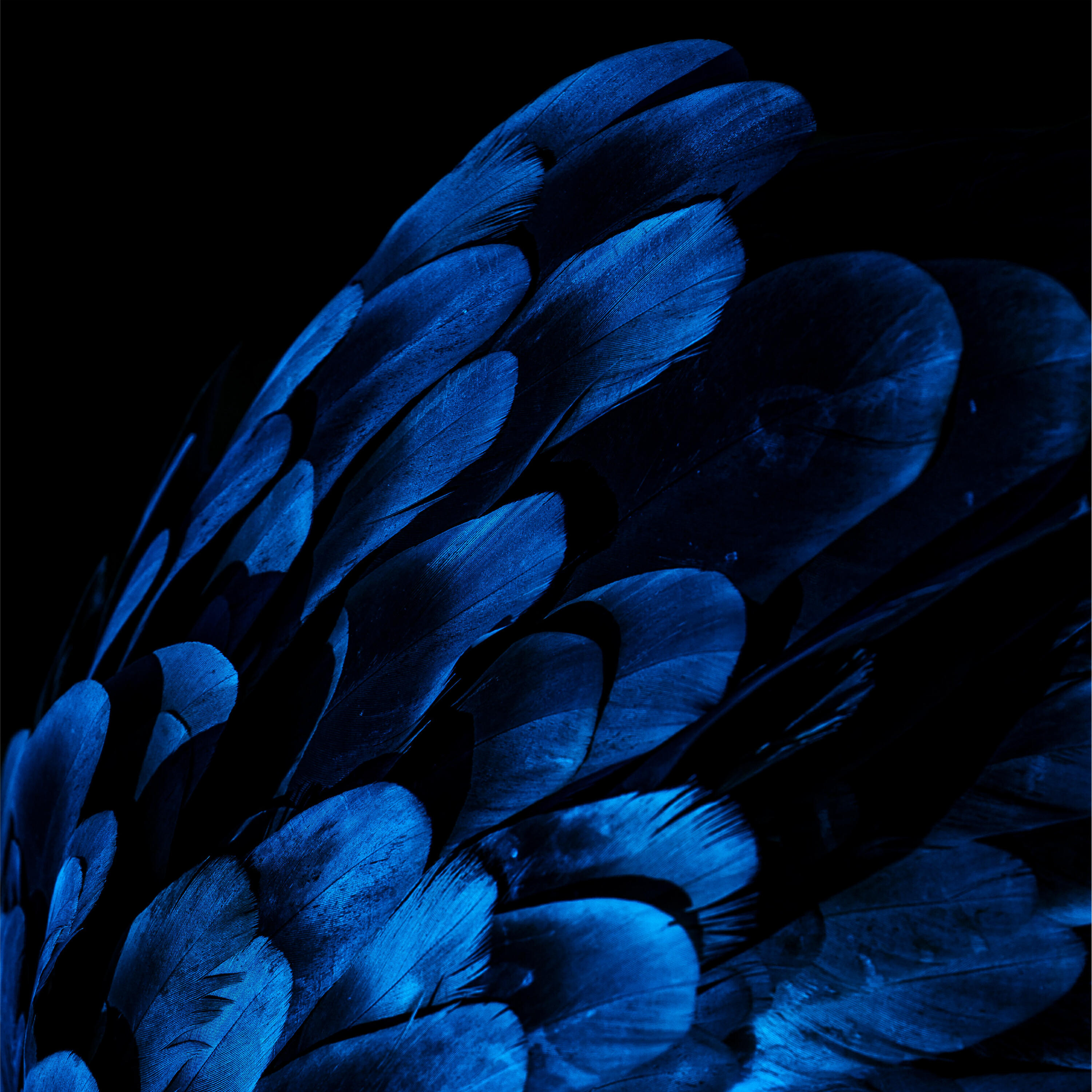 Скачать песню Agk - Birds of a Feather (Cover) бесплатно в MP3 для Android и iOS