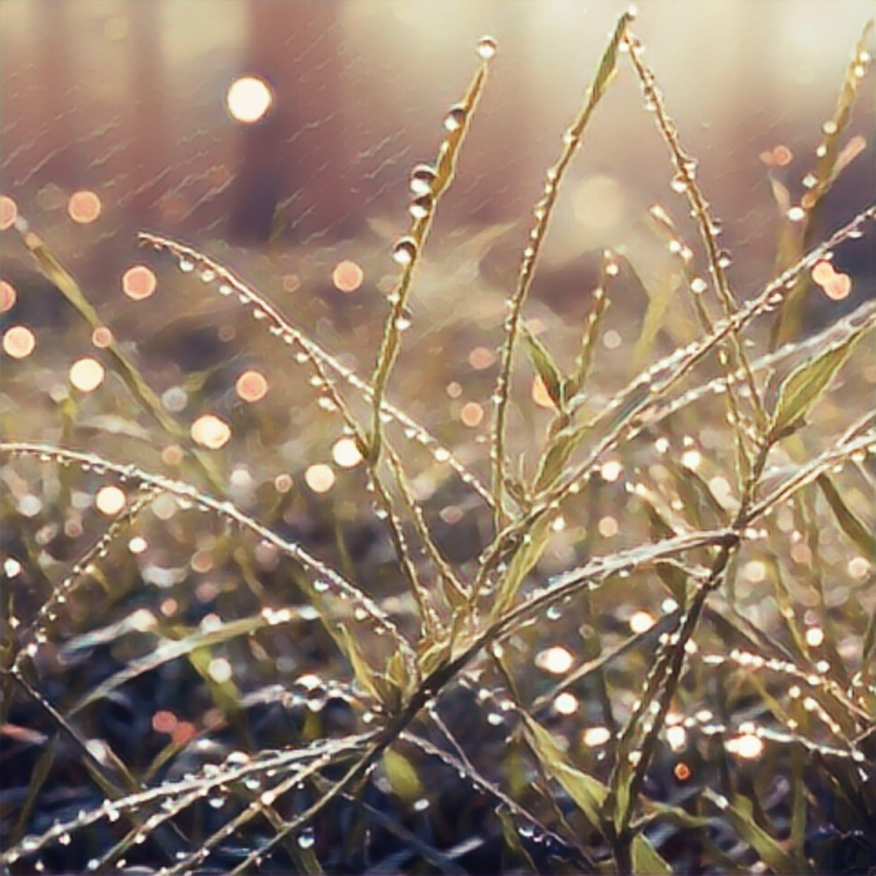 Релиз Morning Dew