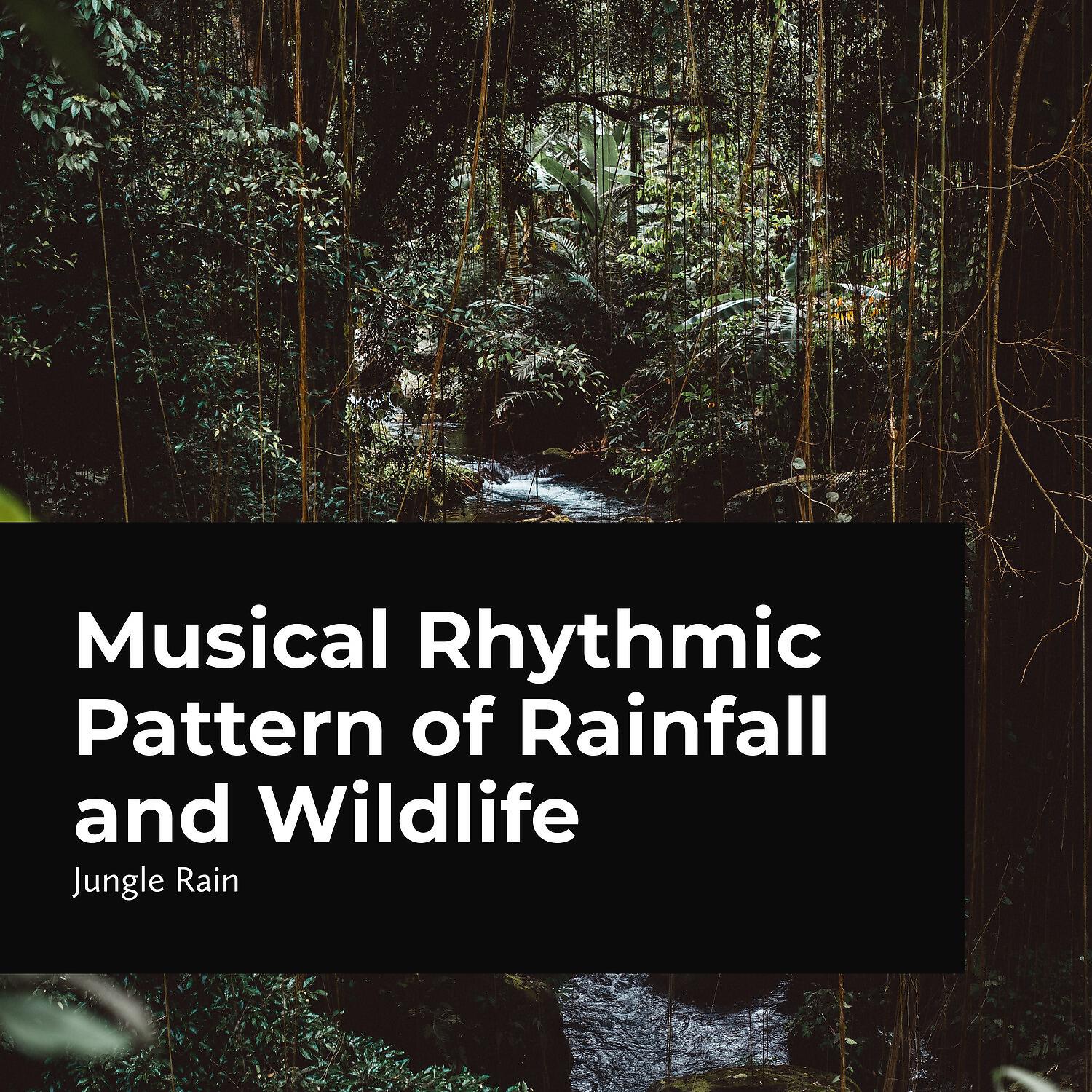 Релиз Musical Rhythmic Pattern of Rainfall and Wildlife