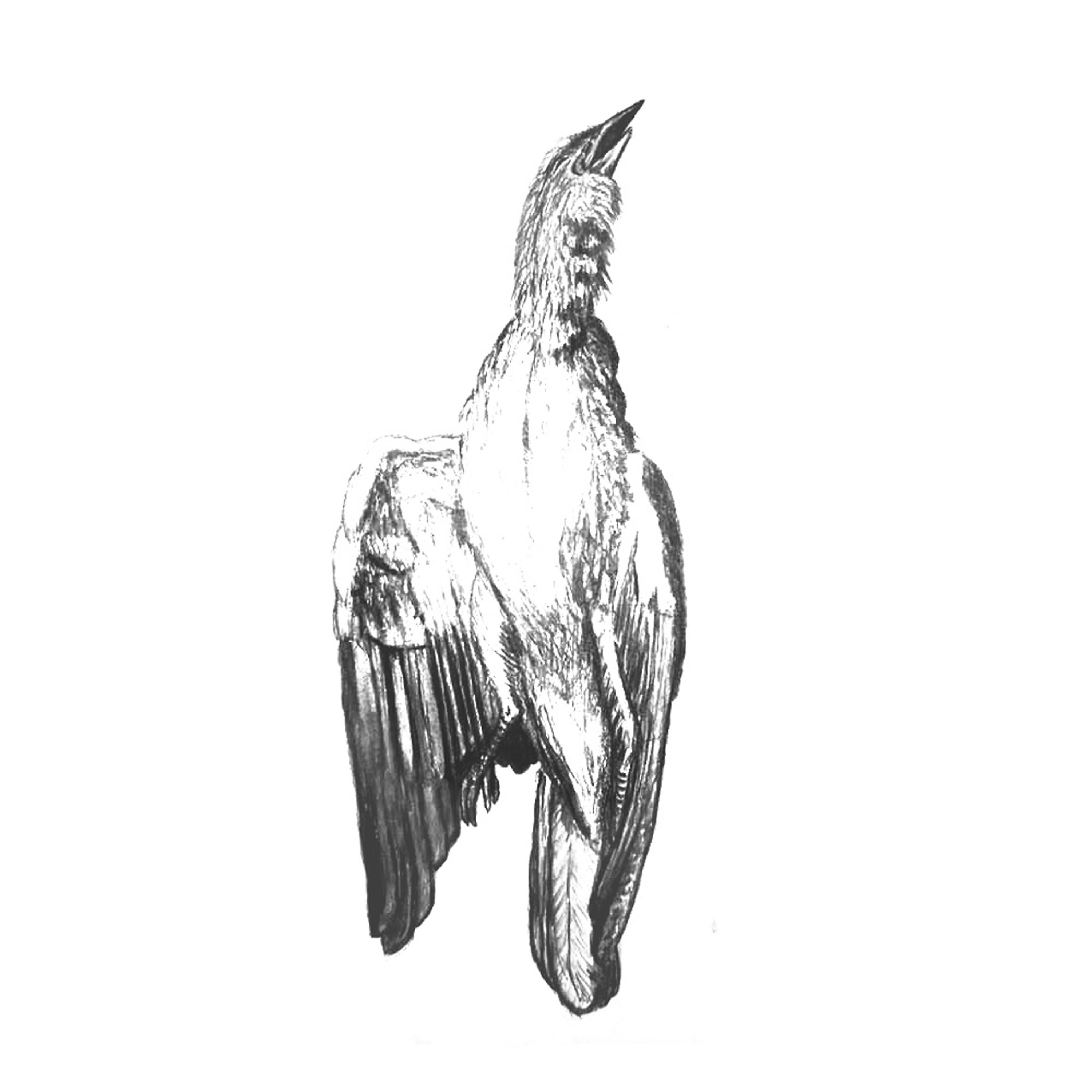 Релиз Palliards