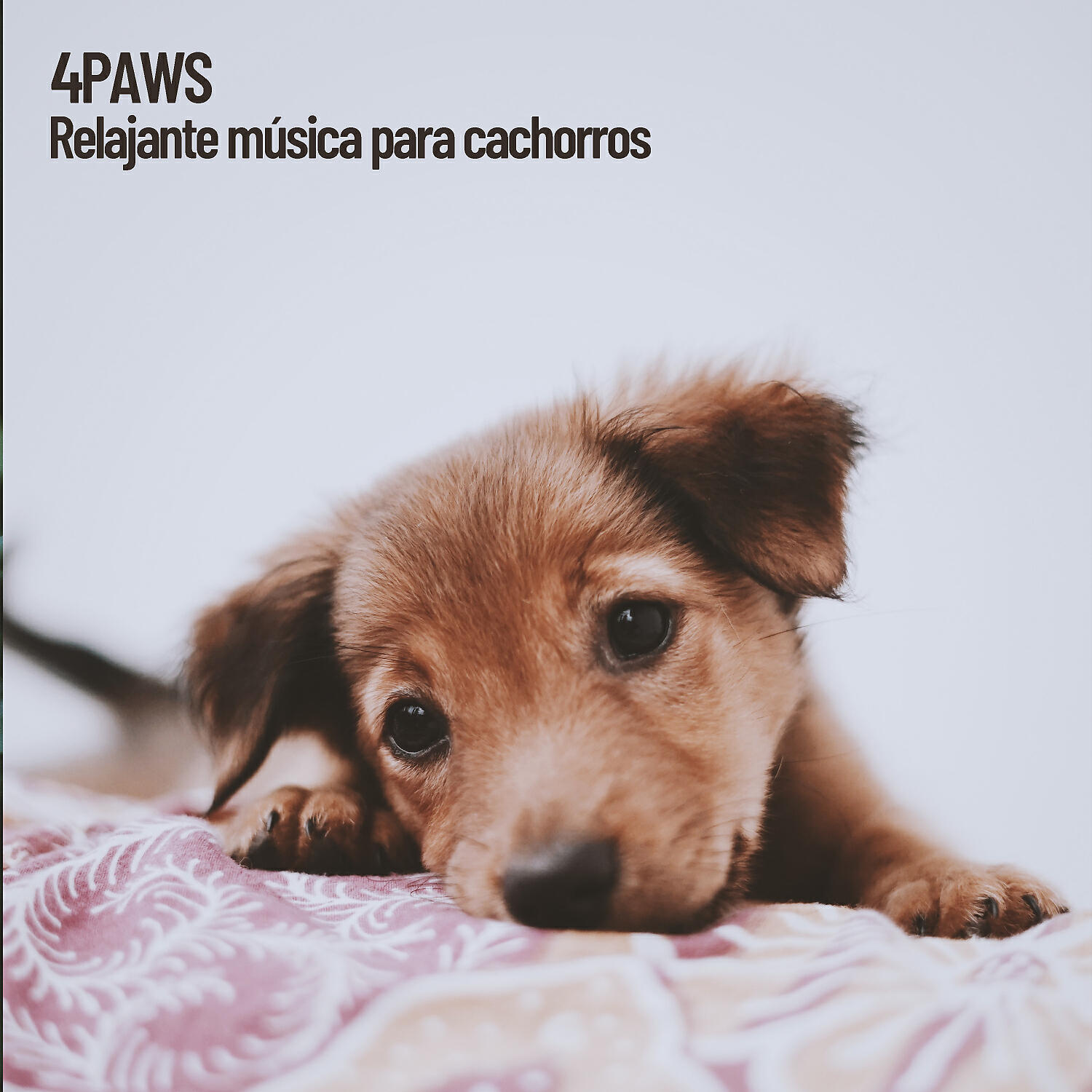 Cat Music & Music for Dog's Ears & Pet Care Club - Música relajante para perros