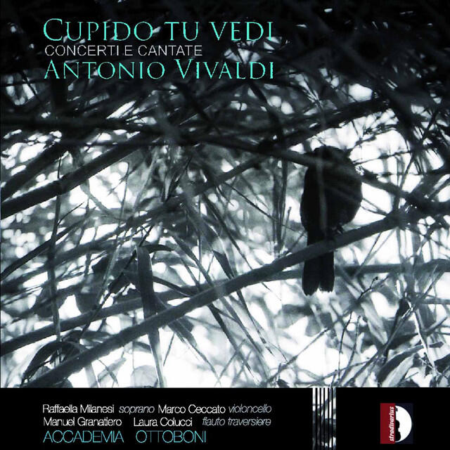 Релиз Vivaldi: Cupido tu vedi