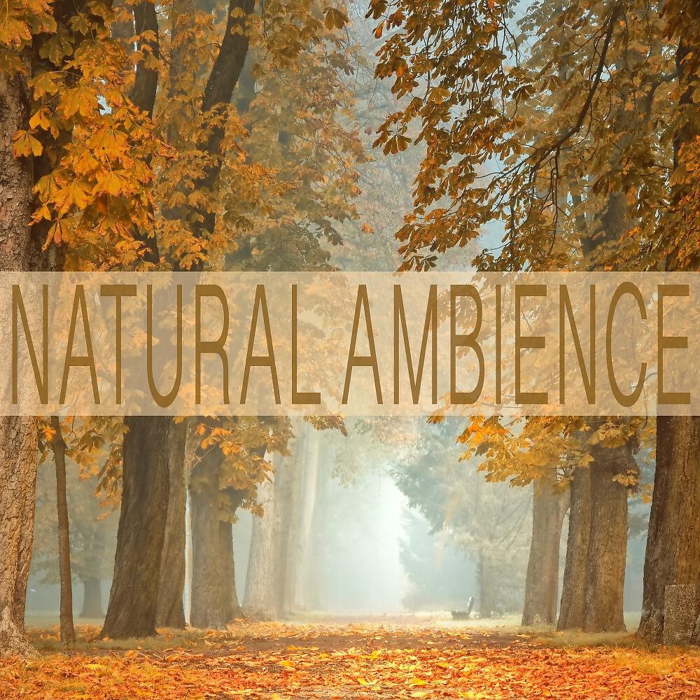 Релиз Natural Ambience