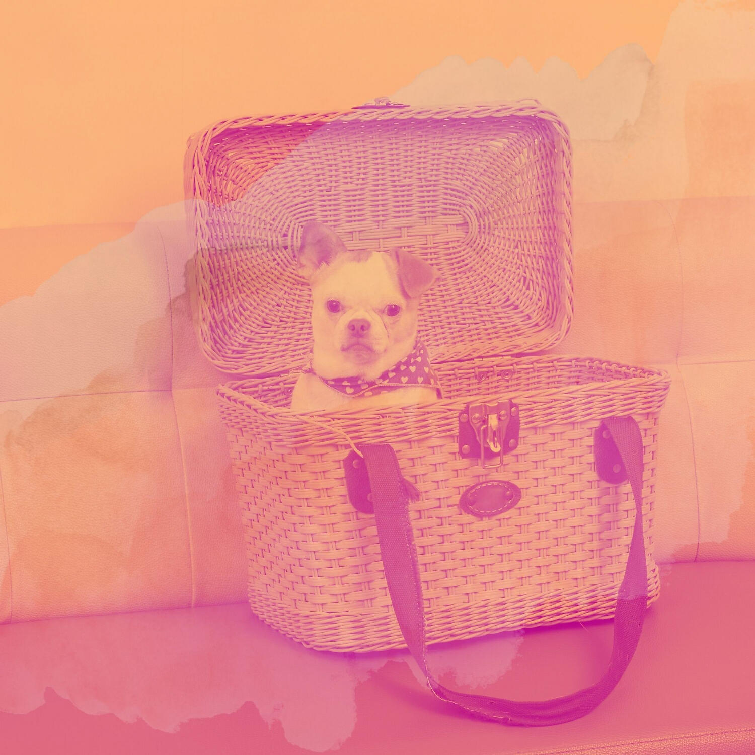 Music for Dogs Radio