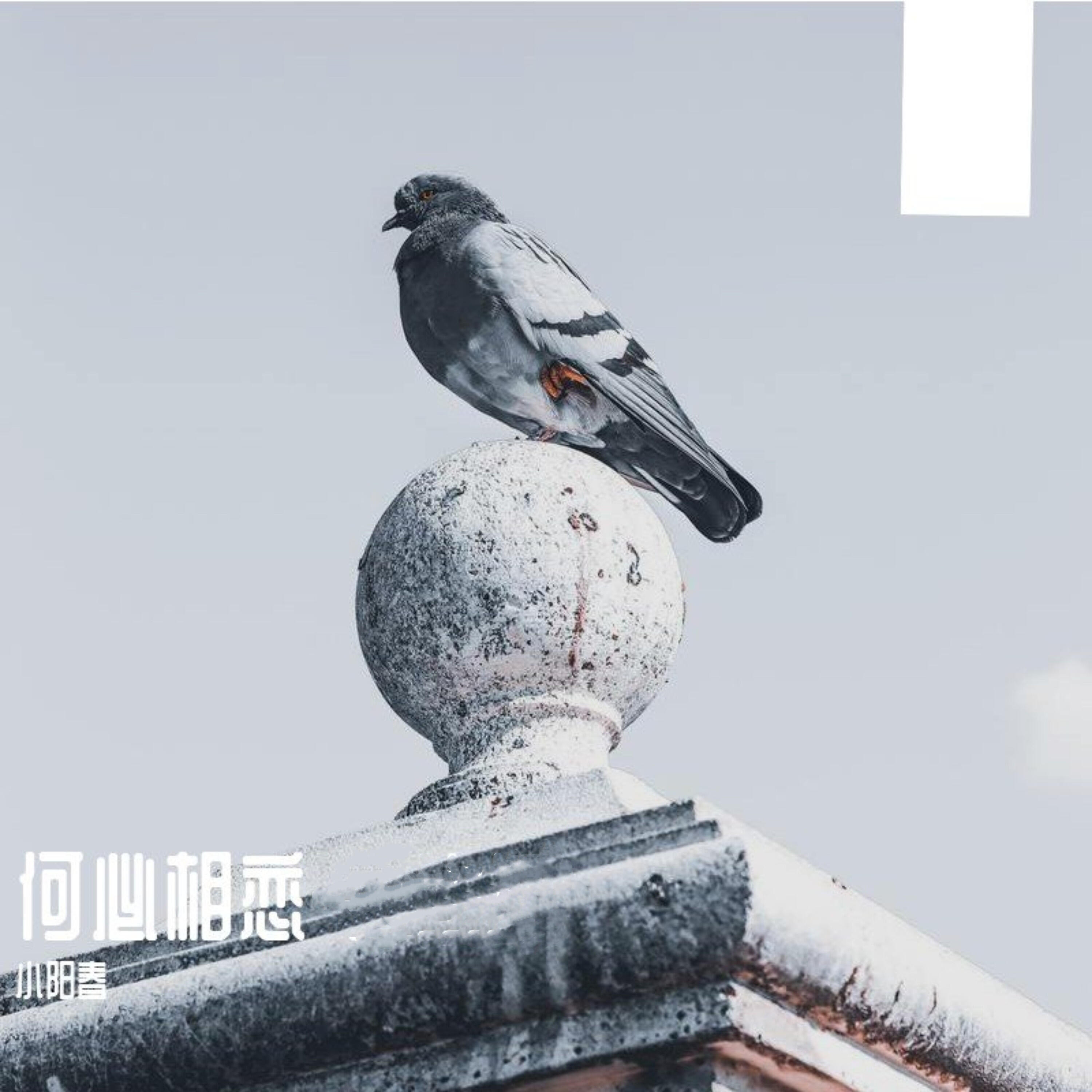 Релиз 何必相恋
