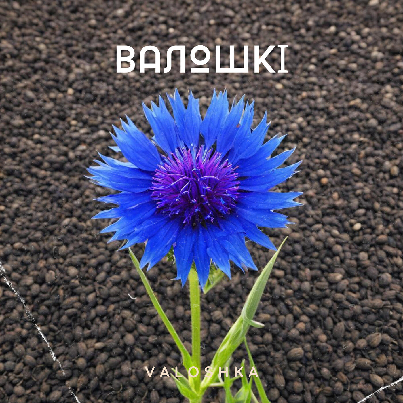 Релиз Валошкі