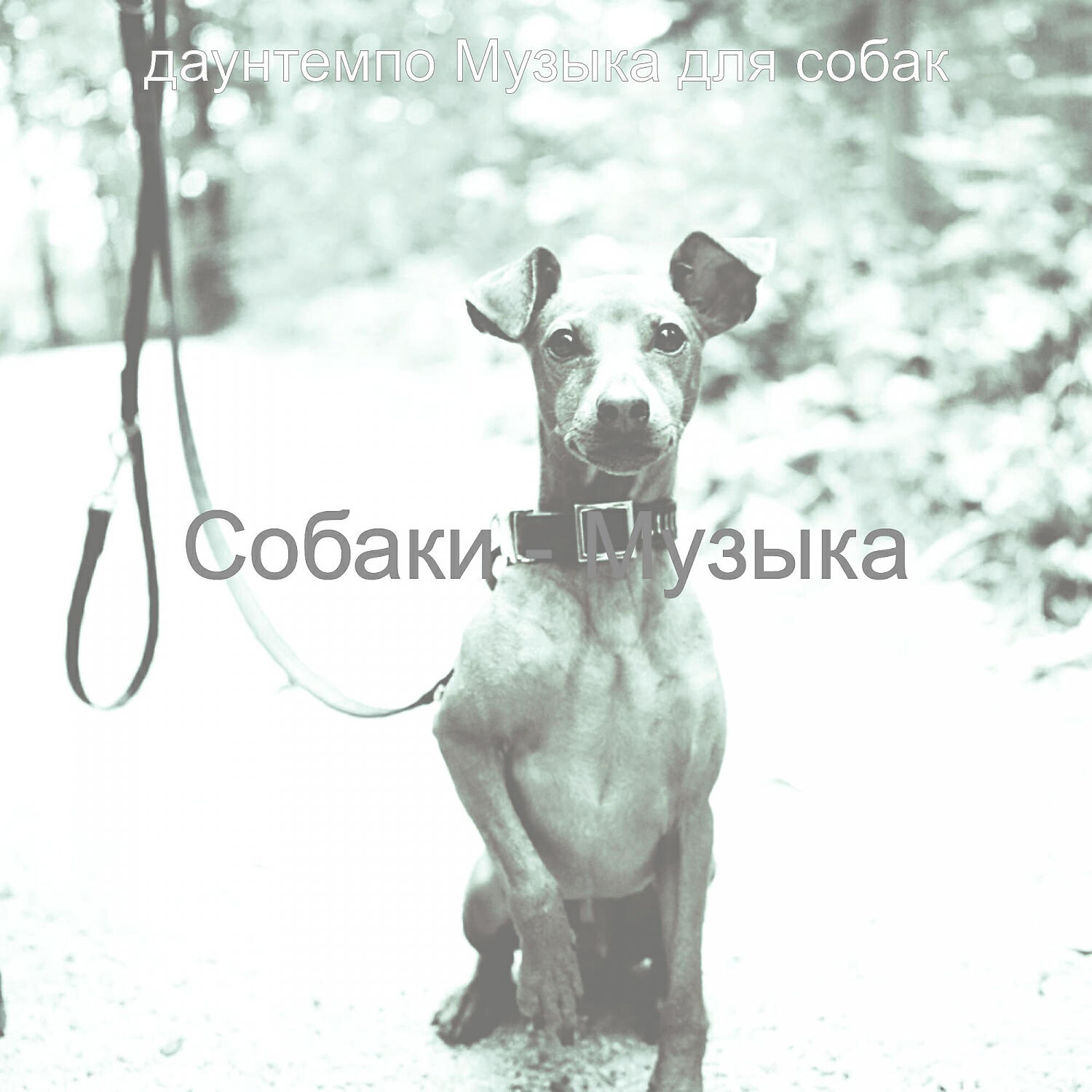 Релиз Собаки - Музыка